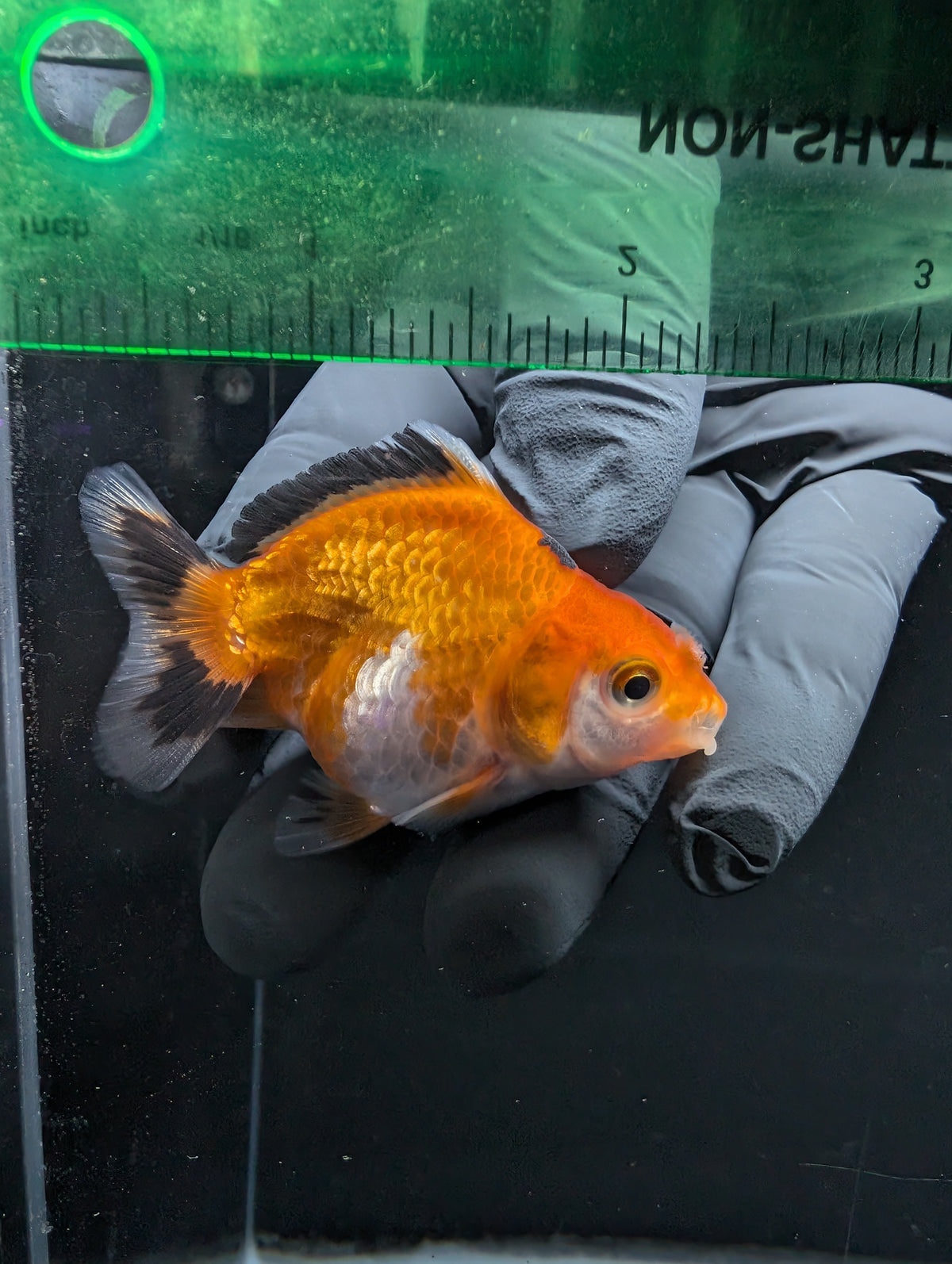 Baby Thai Shogun Oranda Tricolor 2"-2.5" in. ID#1016BSG11A-002