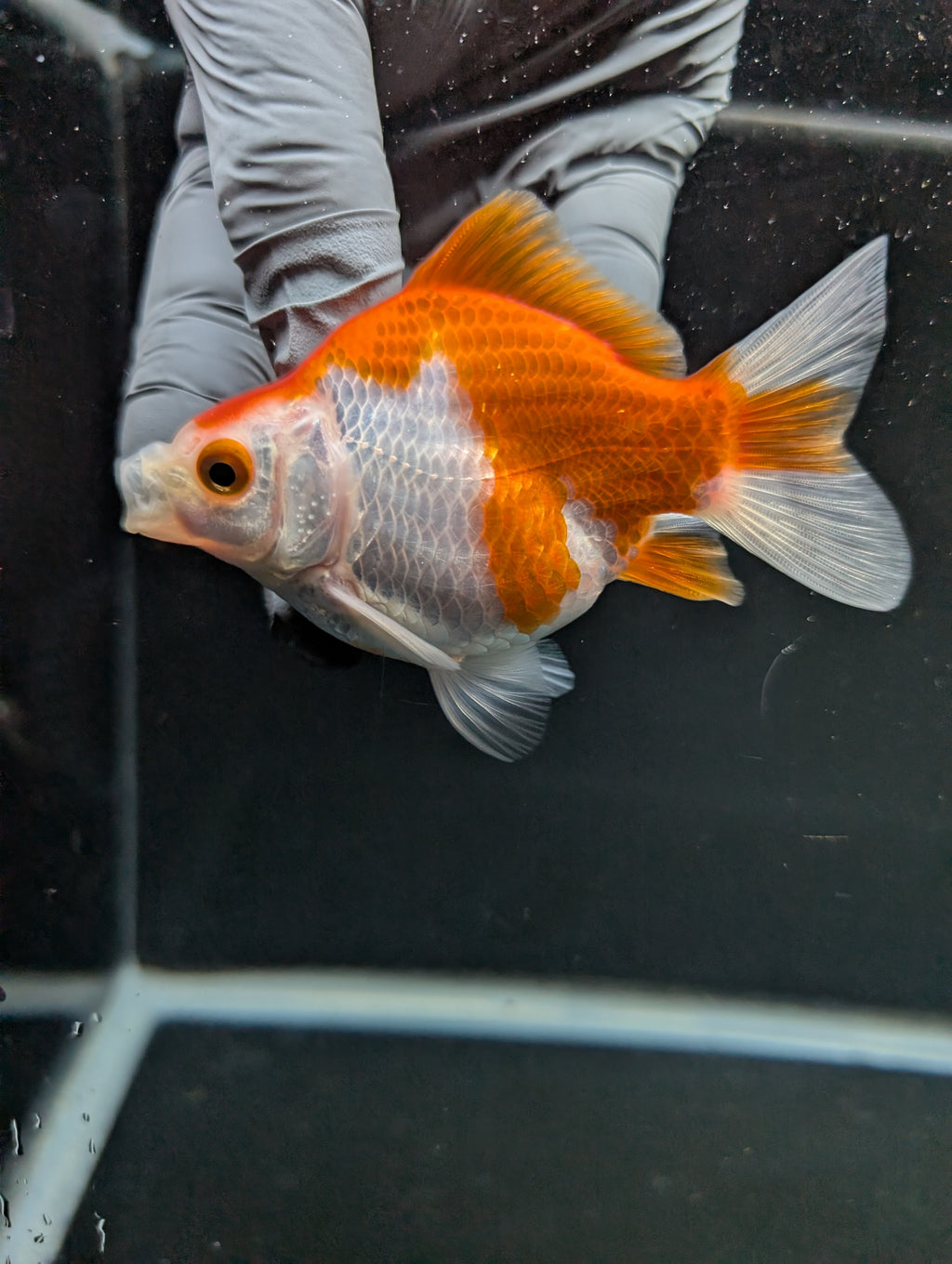 Tamasaba Red White 3"-3.5" in. ID#1009TM1B-005