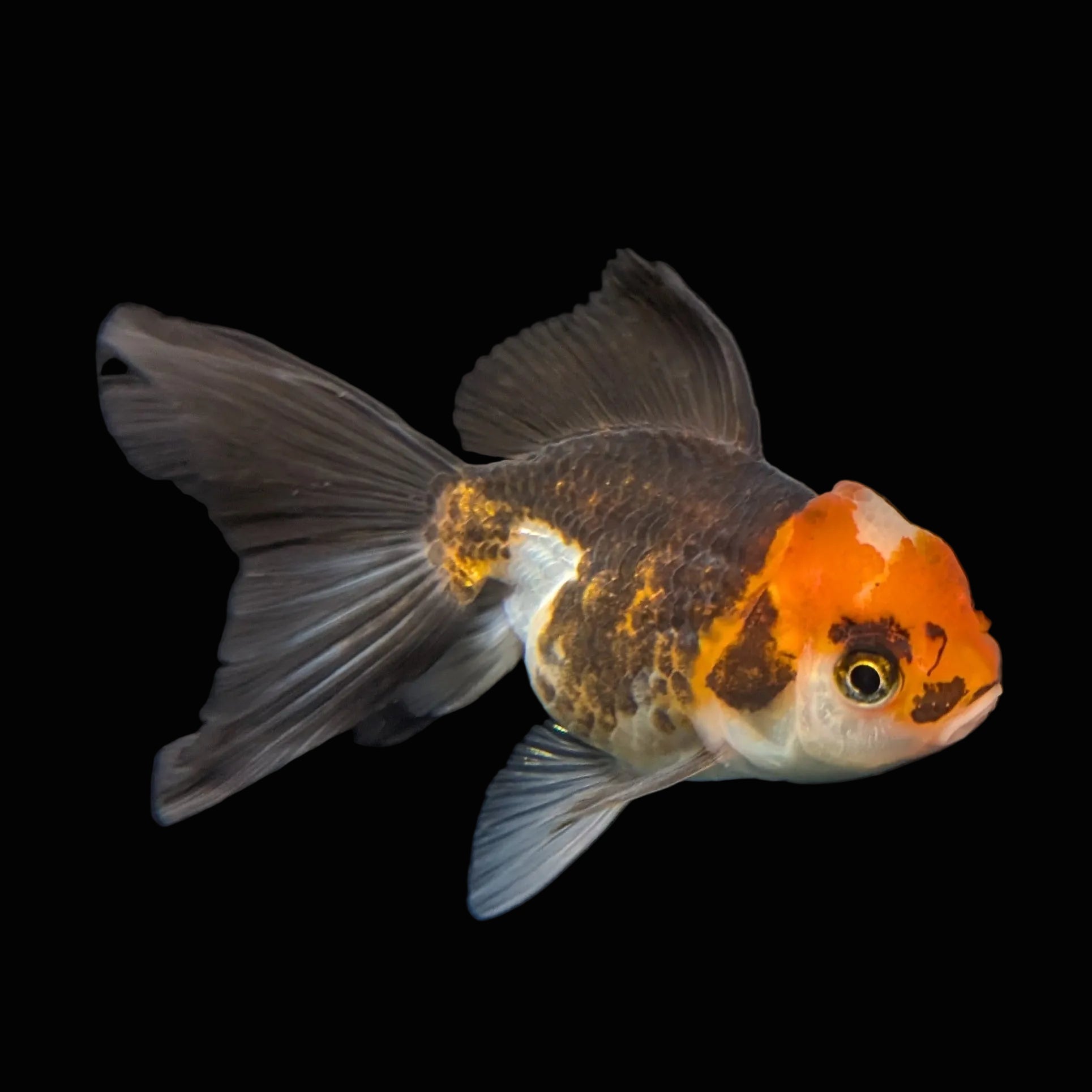 Juvenile Oranda Tricolor 3.5"-4" in.  ID#417T7A-015