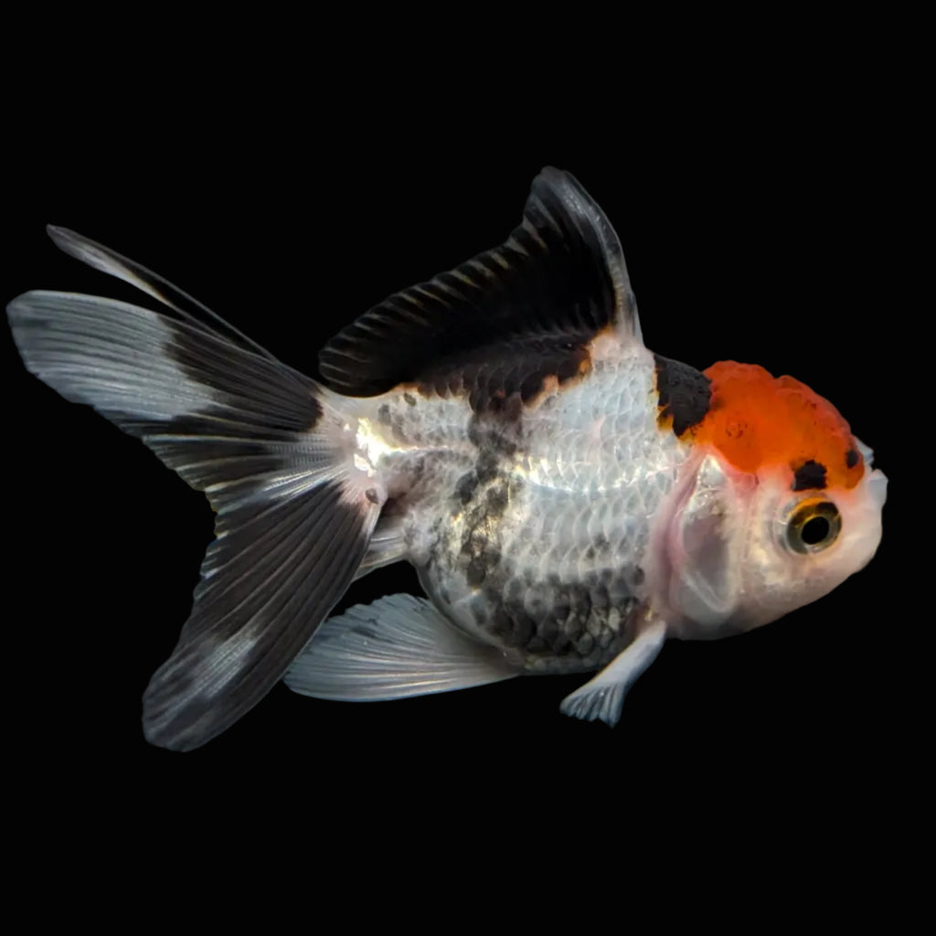 Thai Baby Oranda Tricolor 3"in.  ID#807T1A-002