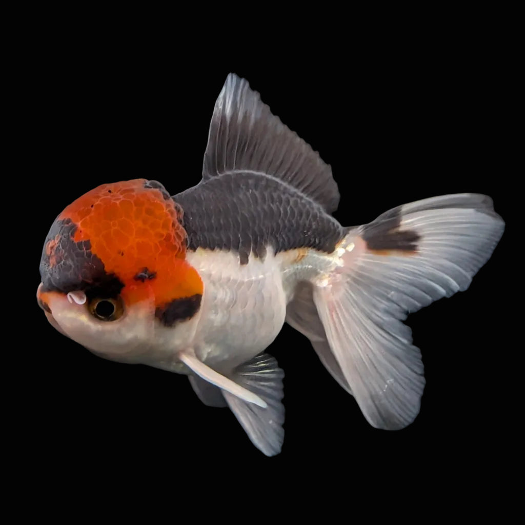 Juvenile Oranda Tricolor 3.5"-4" in.  ID#424T1A-006