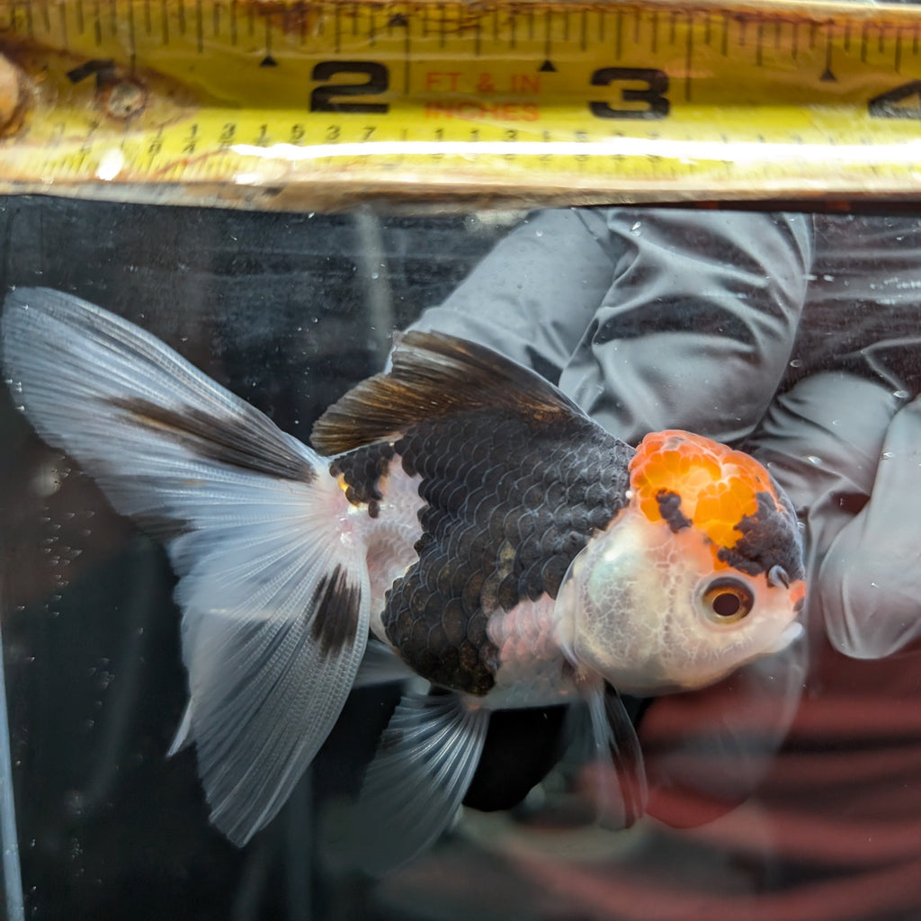 Juvenile Oranda Tricolor 3.5"-4" in.  ID#501T2A-002