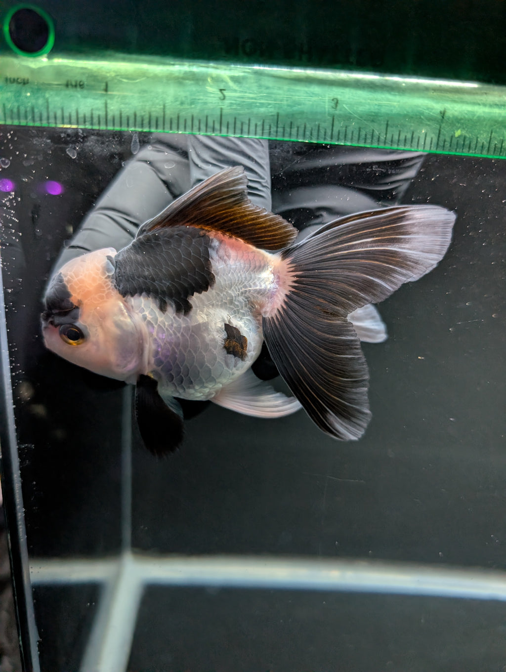 Thai Oranda Panda 4"-4.5"in.  ID#1016T1A-005