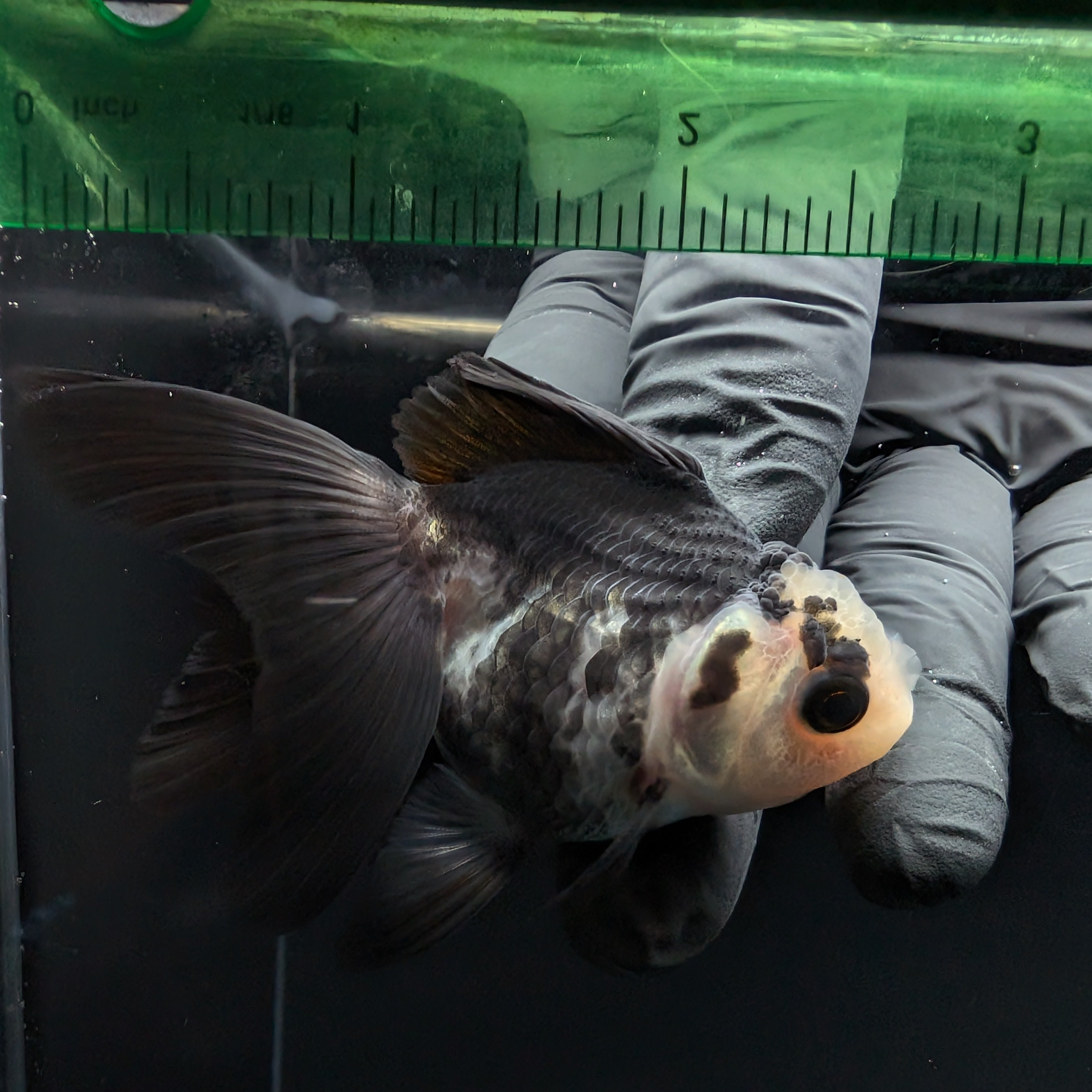 Thai Baby Oranda Panda 3"in.  ID#807T1A-005