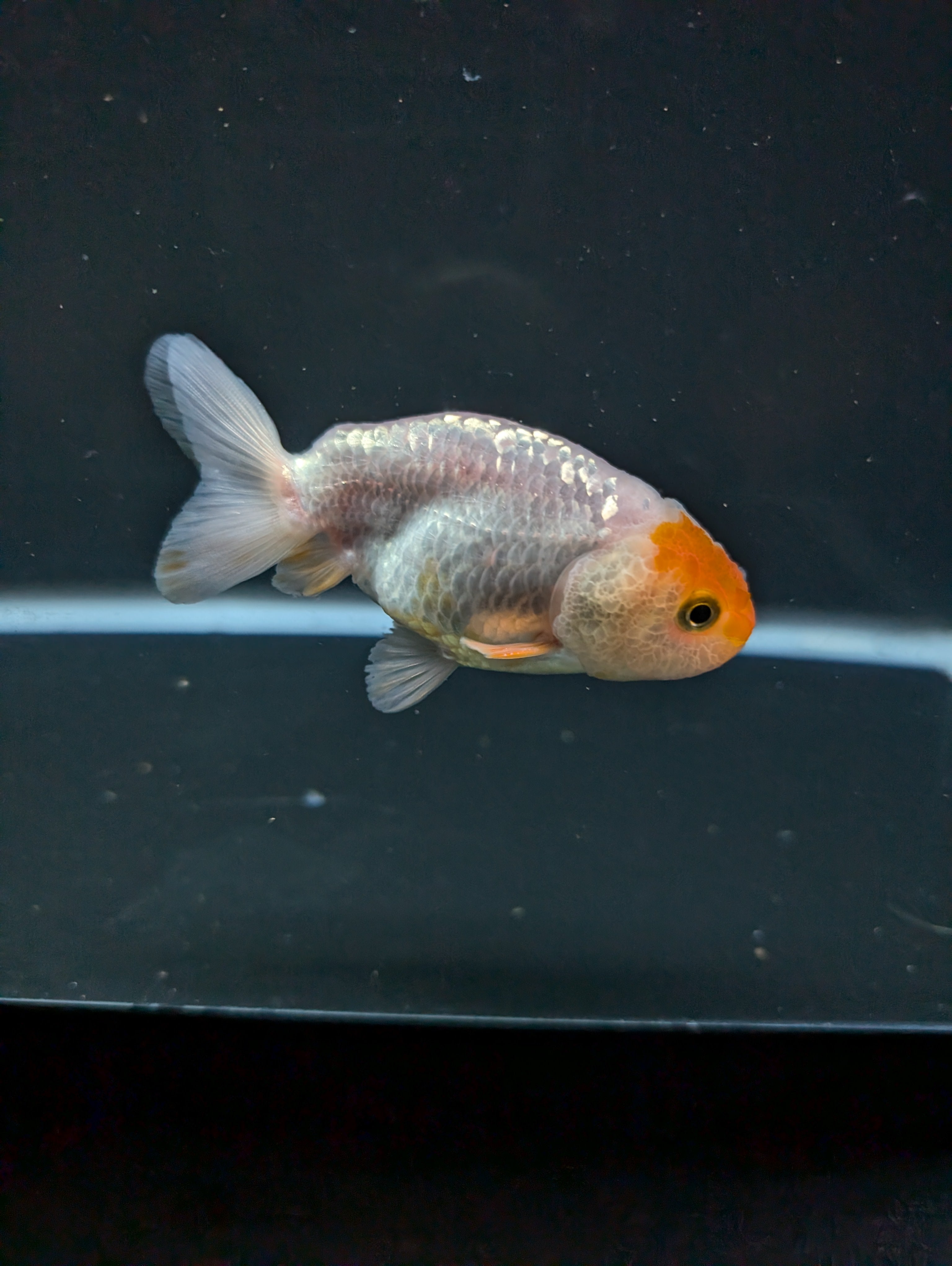 Ranchu Red White 3"-3.5" in. ID#501R13A-024