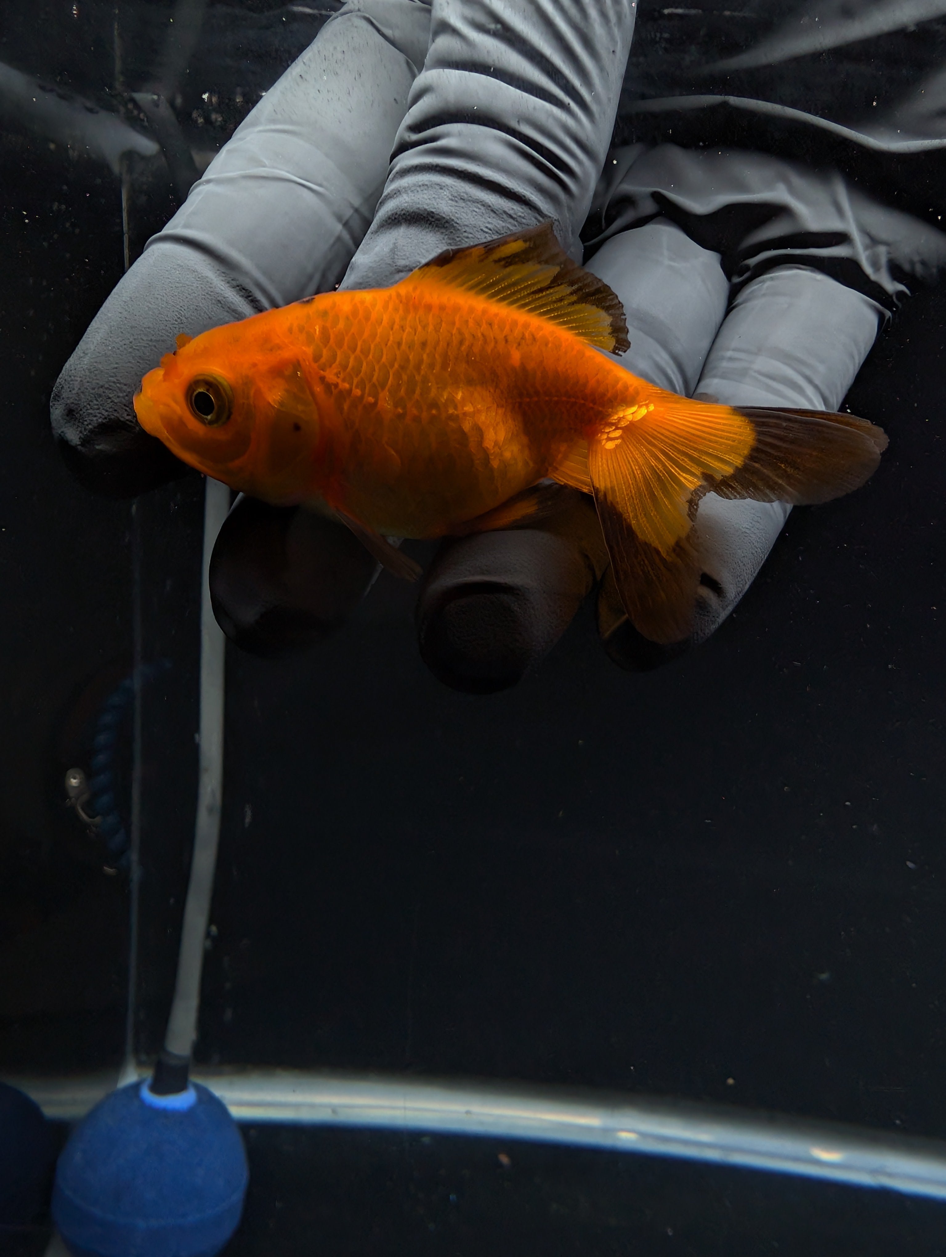 Juvenile Oranda Red Black 3"-3.5"in.  ID#529T1A-057