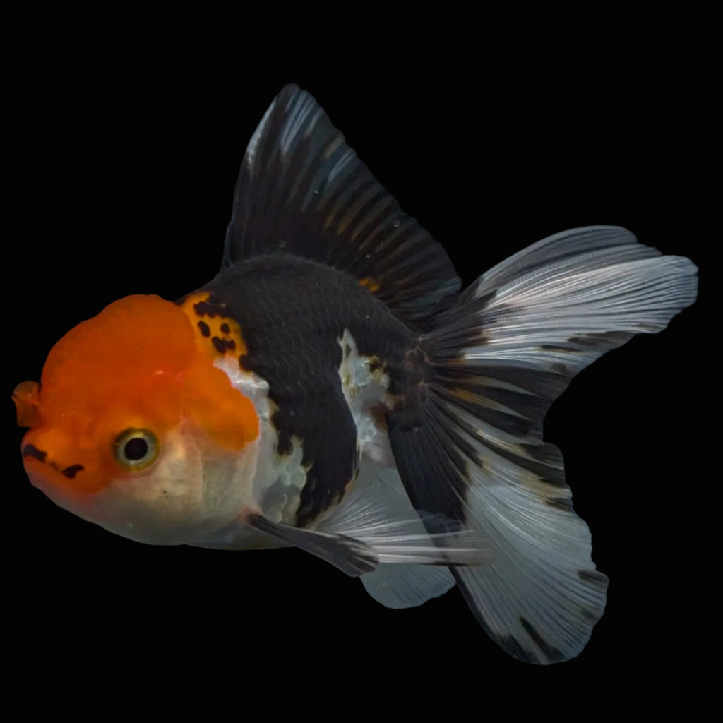 Thai Juvenile Oranda Tricolor 3.5"-4"in.  ID#731T1A-055