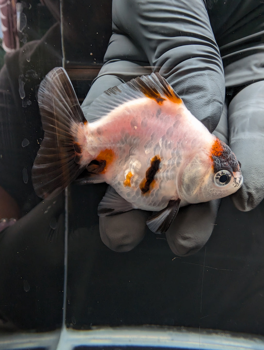 Baby Thai Shogun Oranda Tiger Panda 2"-2.5" in. ID#1023BSG11A-031