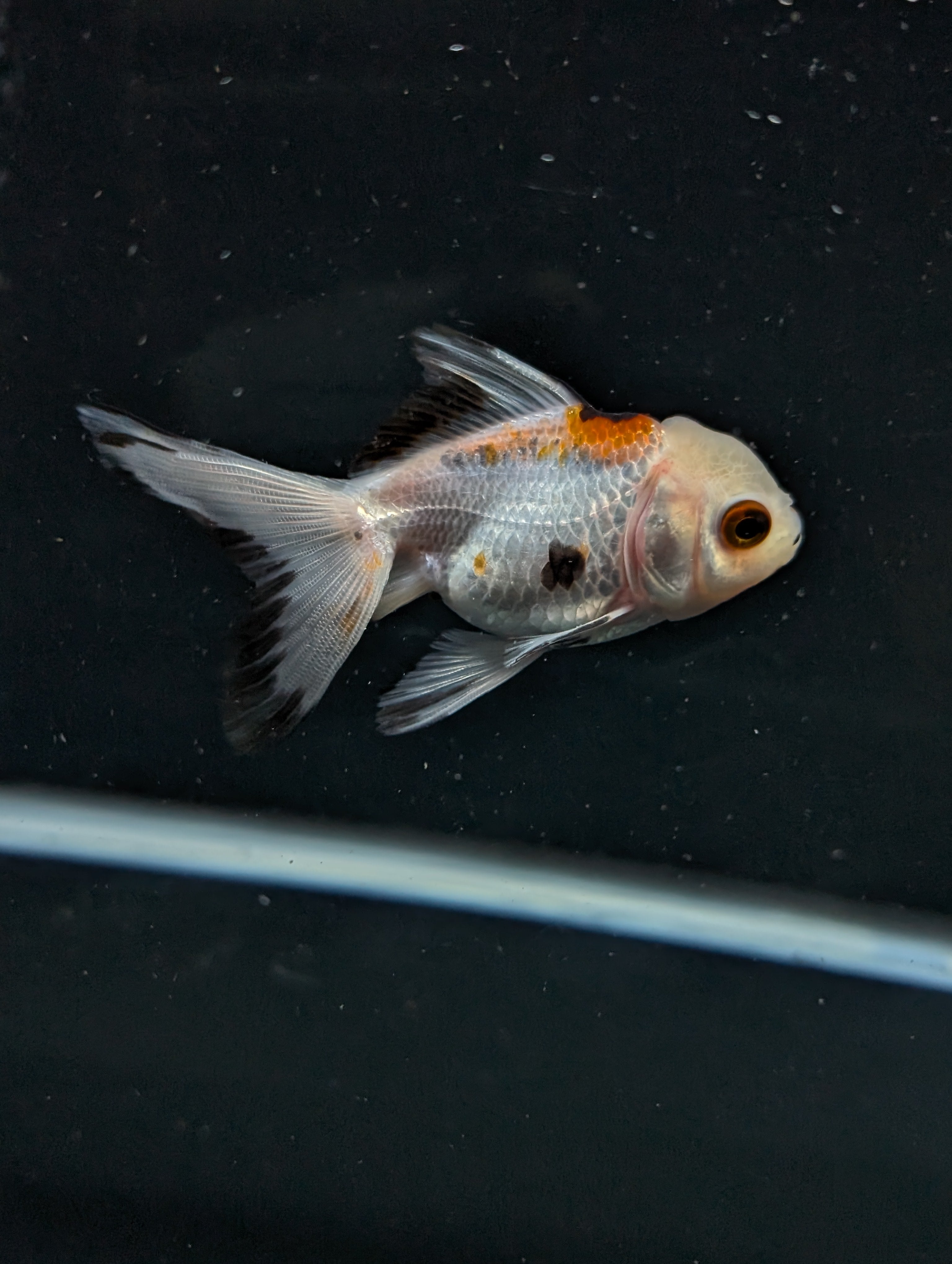 Juvenile Oranda  Tricolor 3"-3.5"in.  ID#619T1A-005
