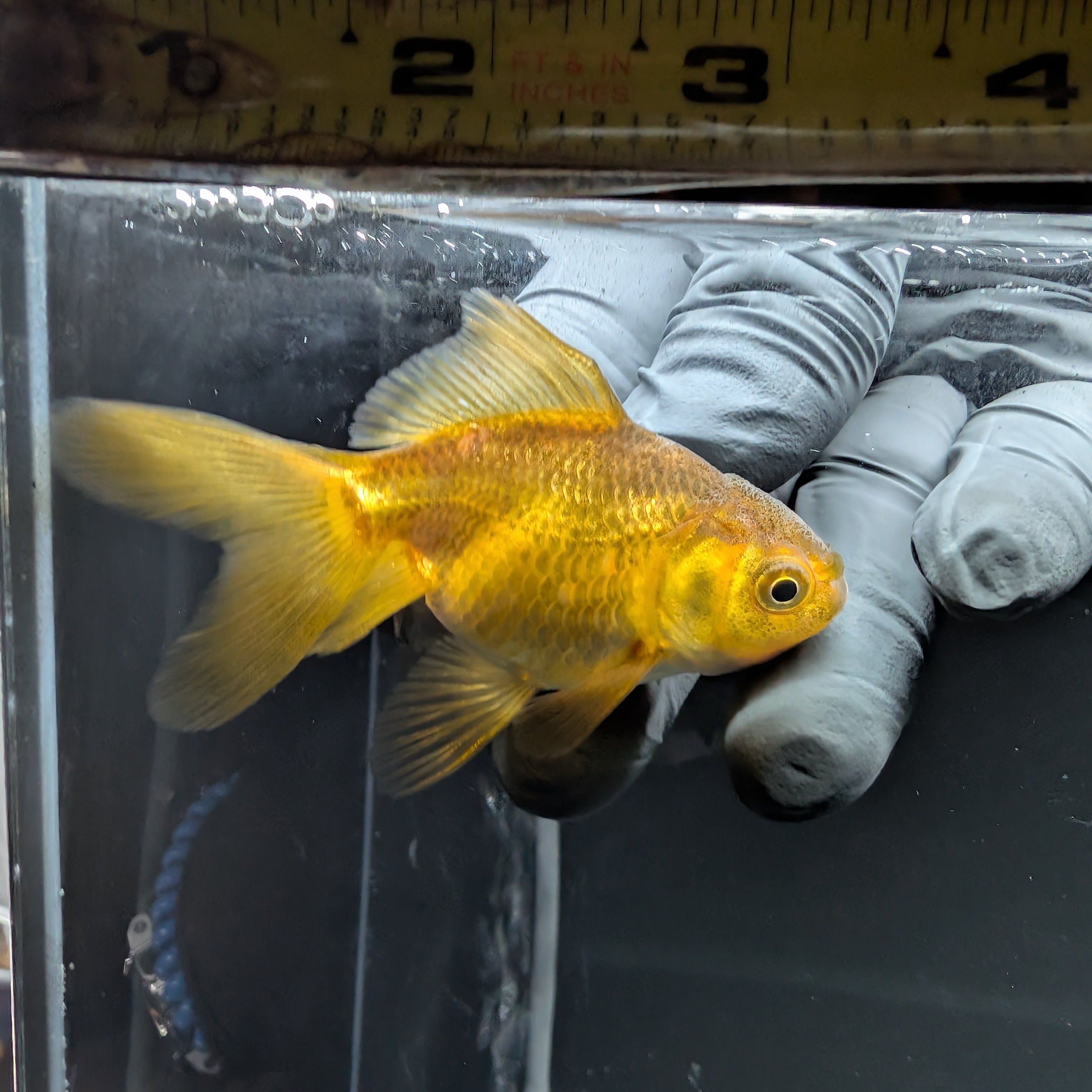 Juvenile Oranda Bronze 3"-3.5"in.  ID#515T2A-011