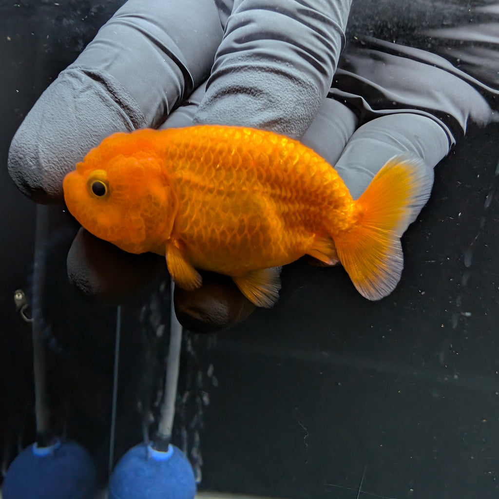 Baby Ranchu Red White 2.5"-3" in. ID#522R4A-004