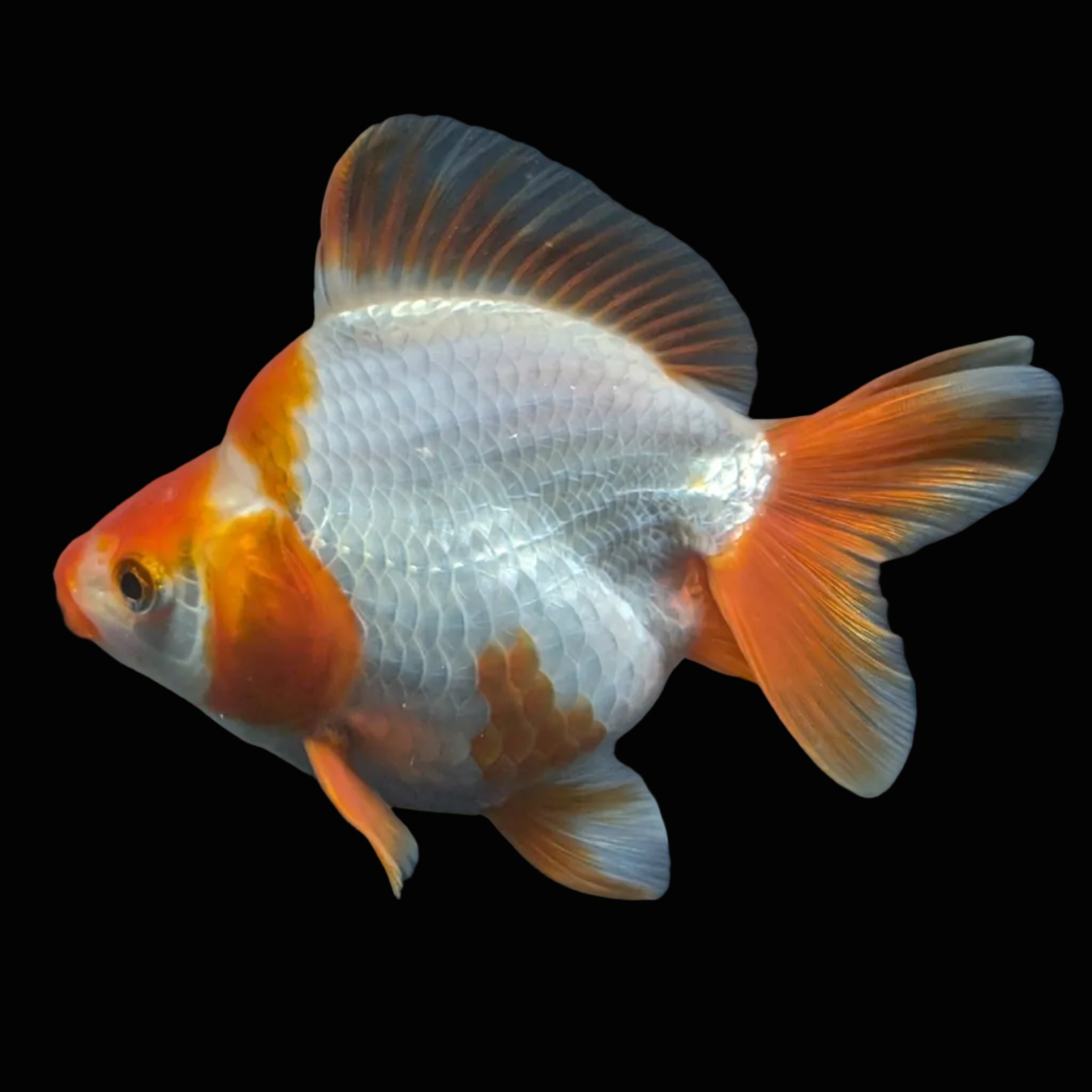 Jumbo Ryukin Short Tail Red White 4.5" in. ID#828STR5B-001