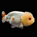 Jumbo Ranchu Red White 3.5"- 4" in. ID#710R8A-021