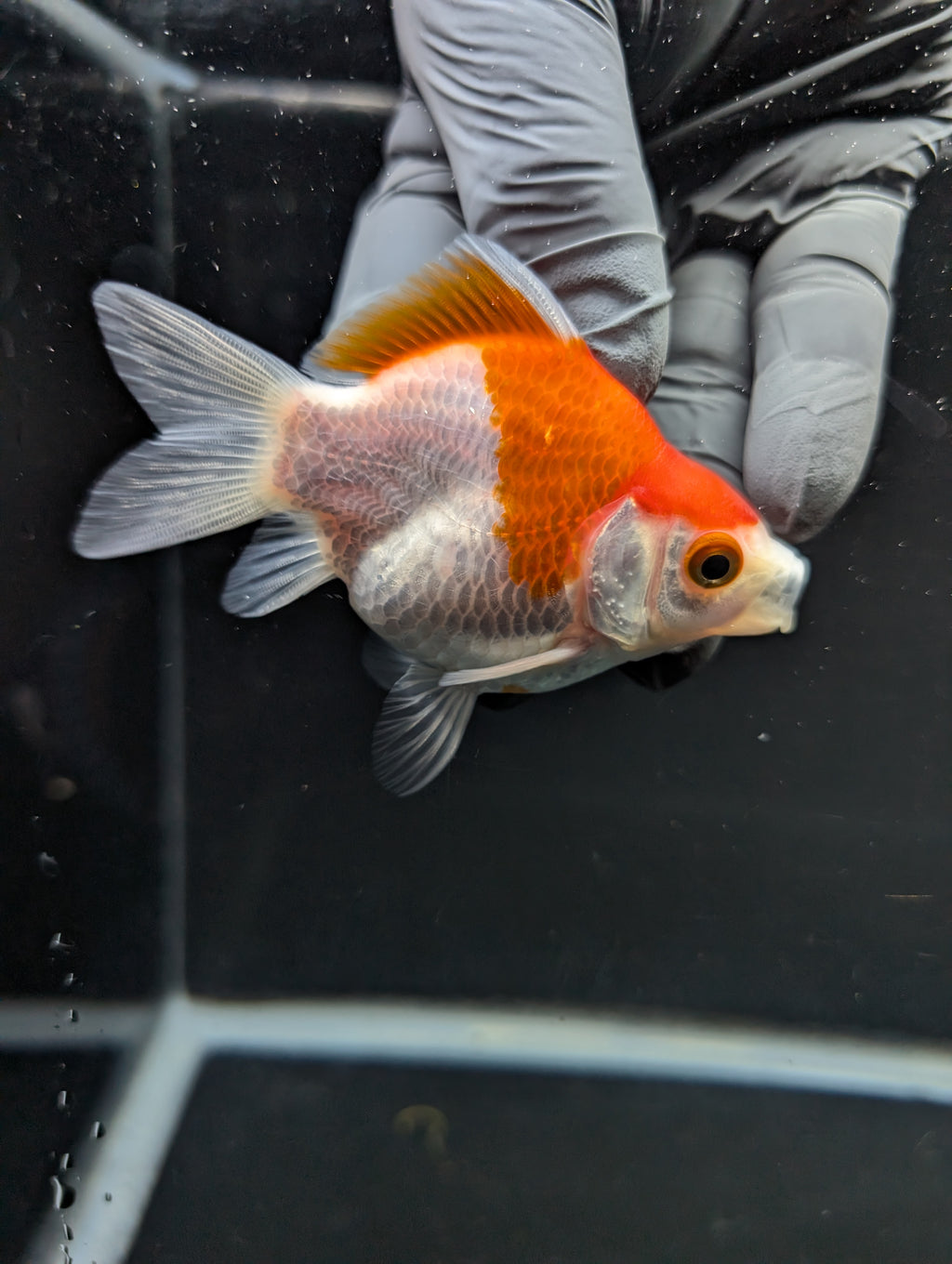 Tamasaba Red White 3"-3.5" in. ID#1009TM1B-012