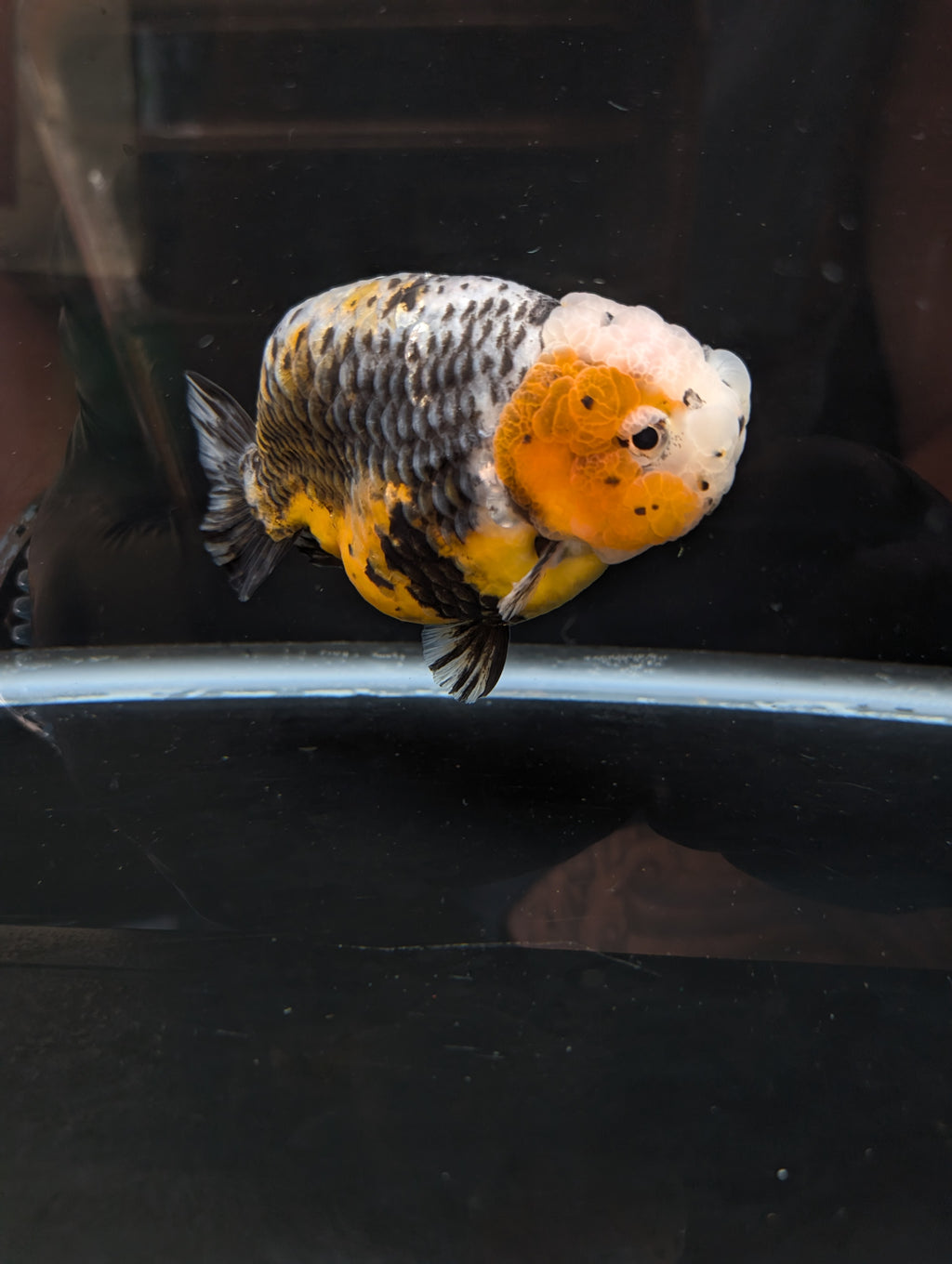 Jumbo Ranchu Kirin Calico 4.5"-5" in. ID#814R8A-023