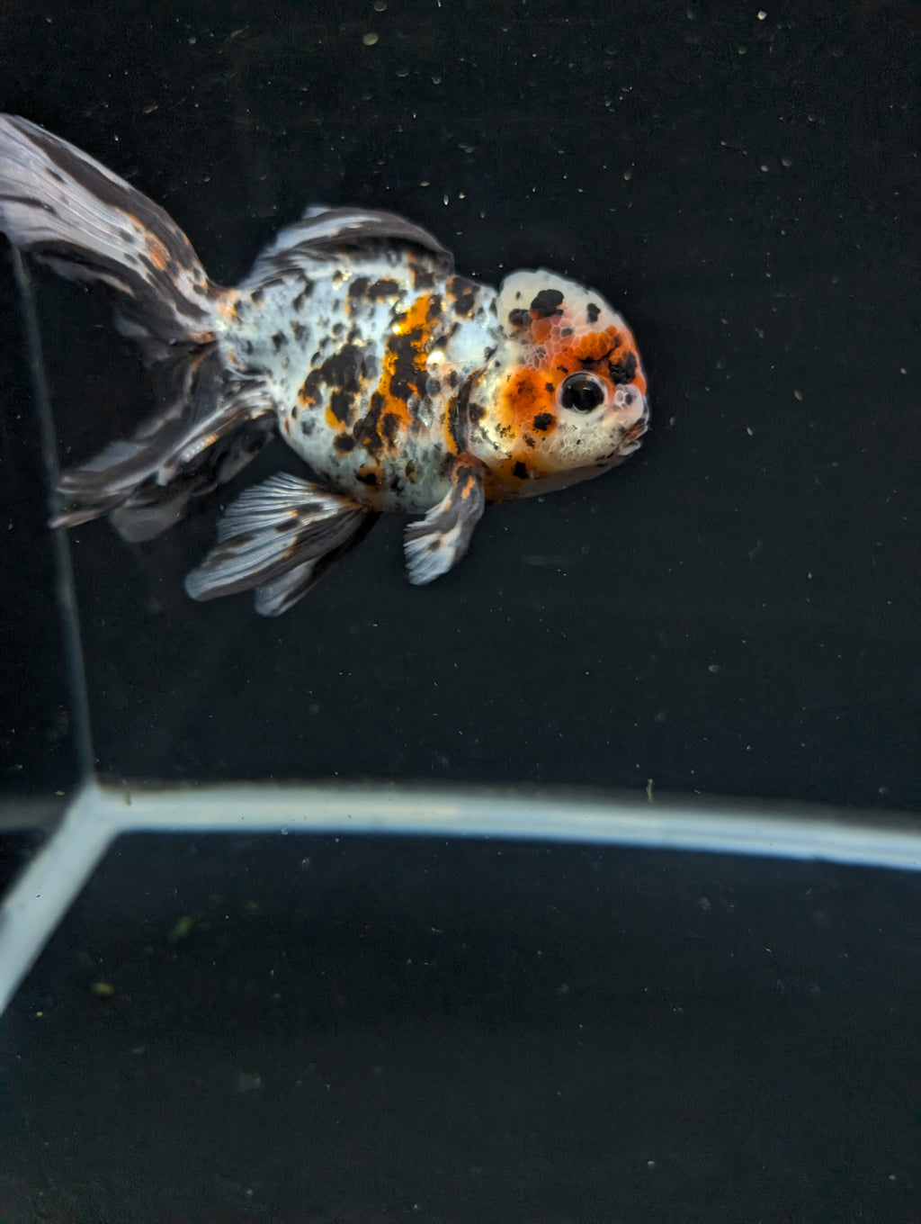 Calico Oranda 5"in. ID#821LB2A-63