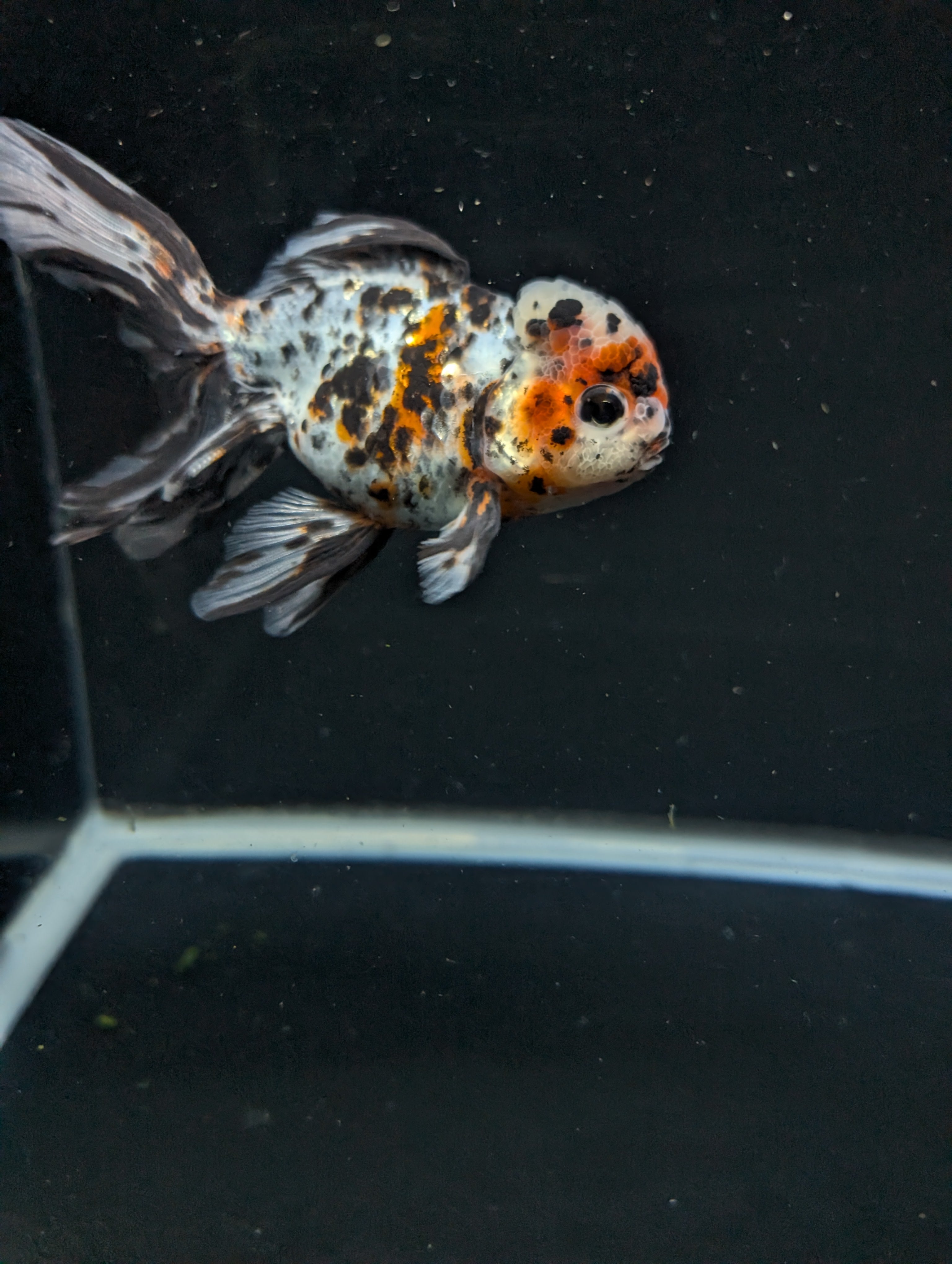 Calico Oranda 5"in. ID#821LB2A-63