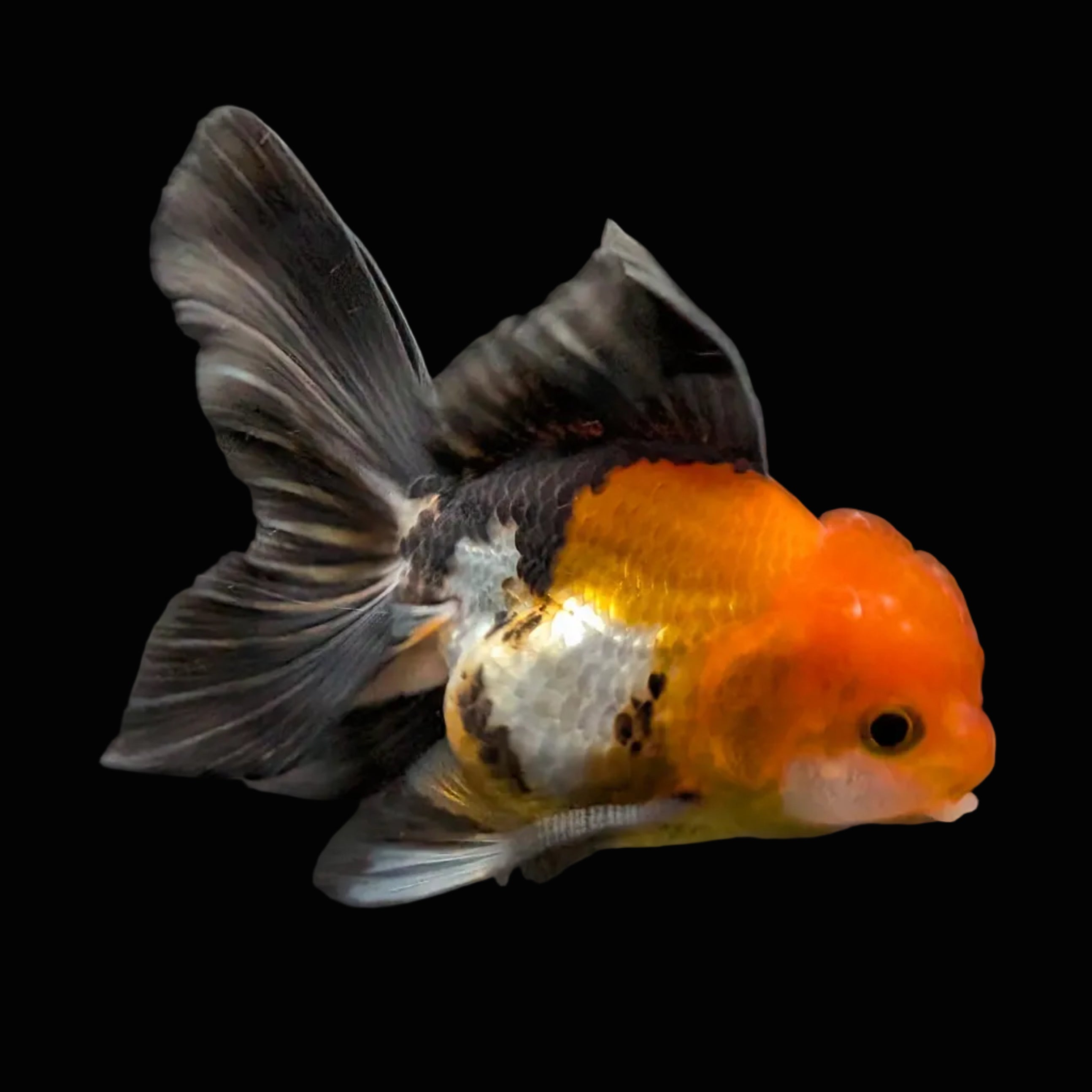 Juvenile Oranda Tricolor 3.5"-4" in.  ID#424T1A-008