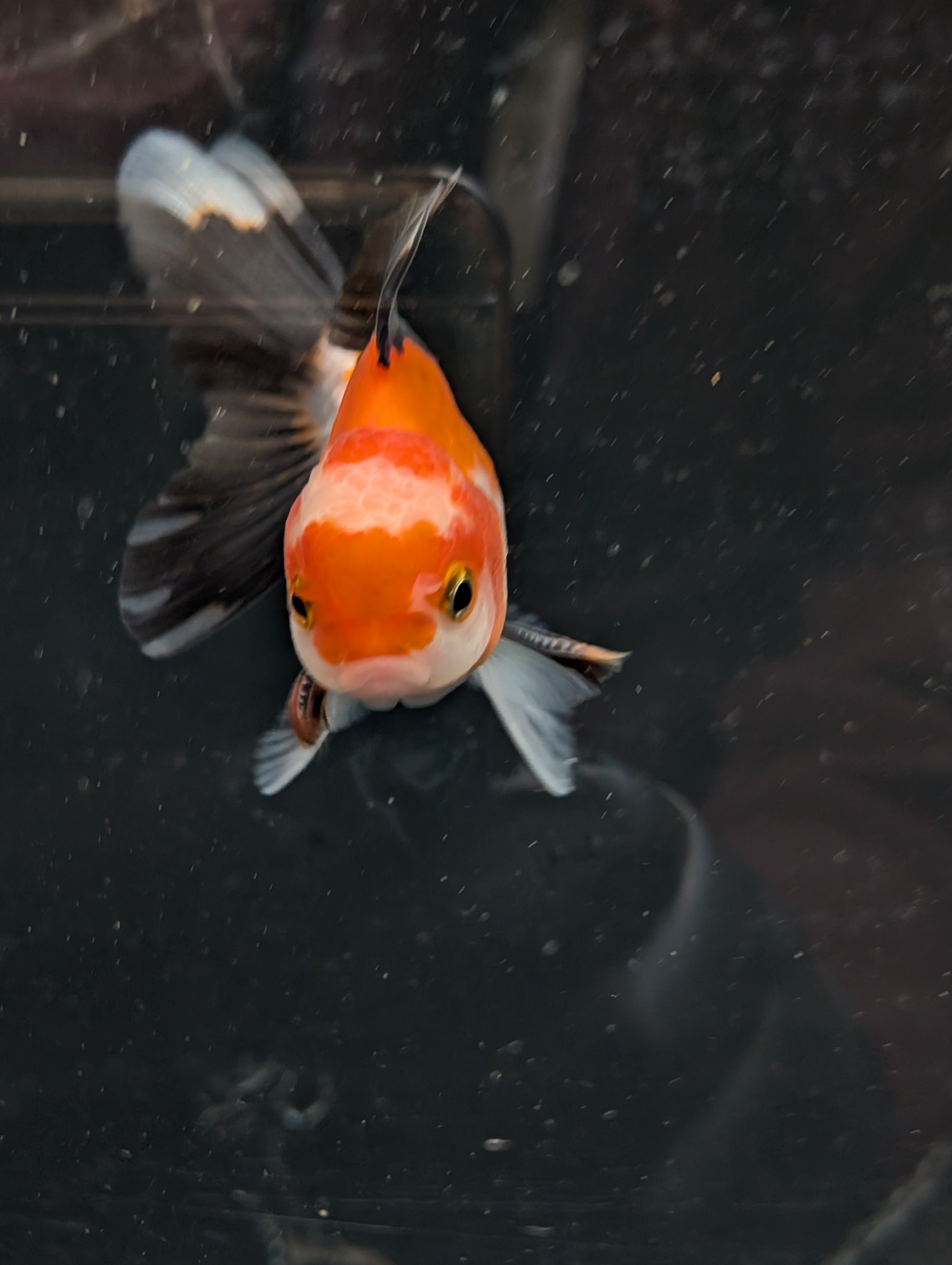 Juvenile Oranda Tricolor 3.5"-4" in.  ID#410T8A-018