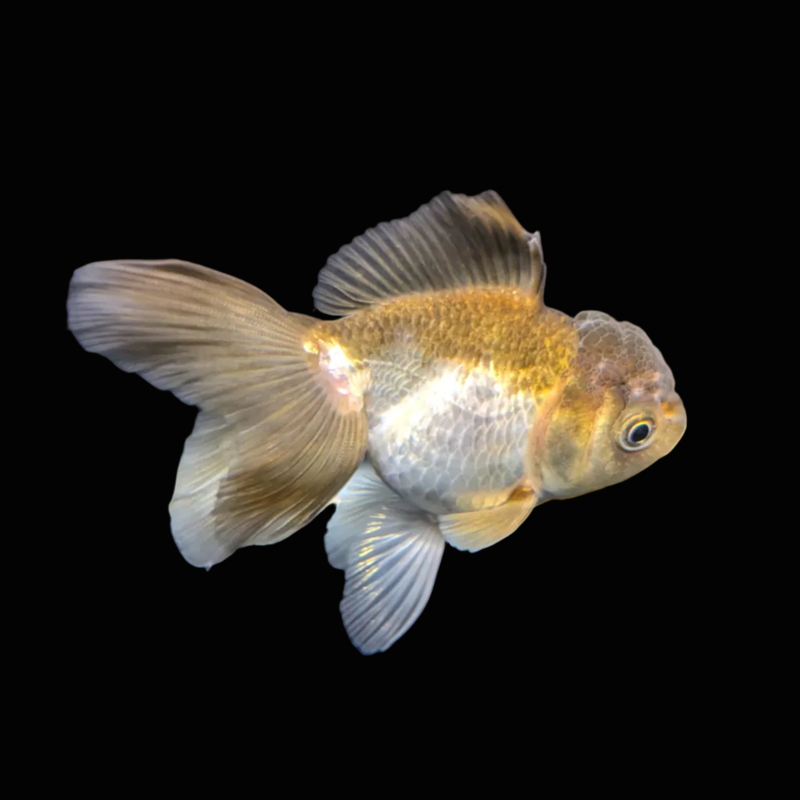 Juvenile Oranda Tricolor 3.5"-4" in.  ID#417T7A-013