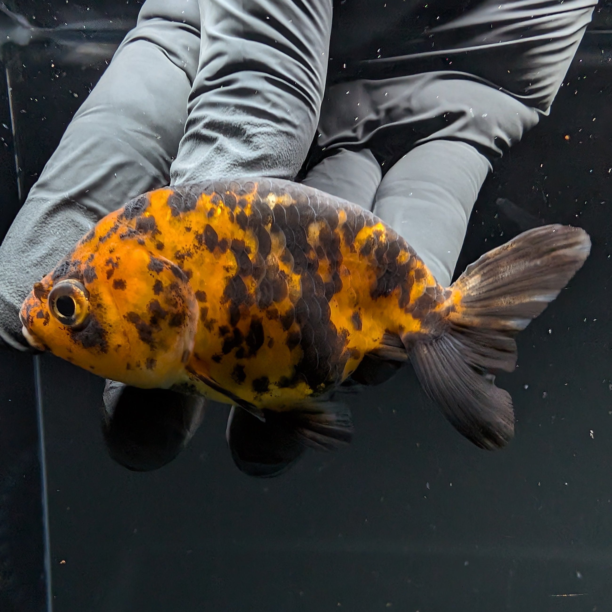 Ranchu Calico 2.5"-3" in. ID#724R4A-028