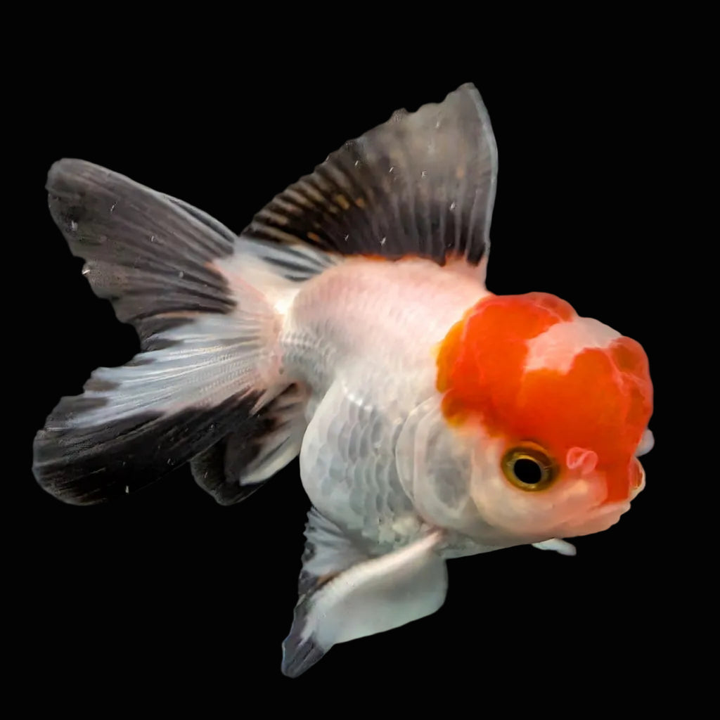 Juvenile Oranda Tricolor 3.5"-4" in.  ID#424T1A-001
