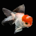 Thai Juvenile Oranda Tricolor 3.5"-4" in.  ID#424T1A-001