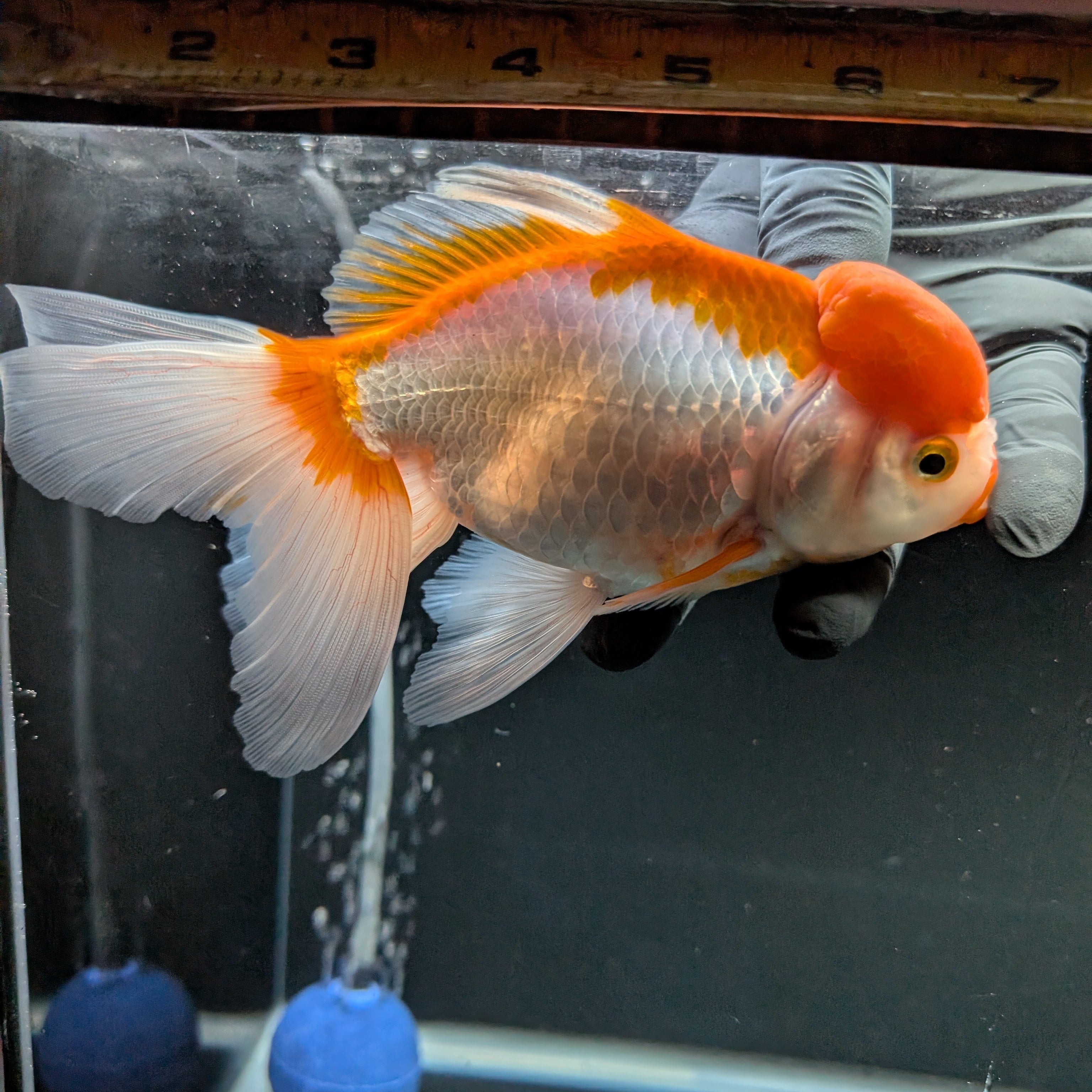 Jumbo Oranda Red White 6.5"-7"in.  ID#522T4B-001