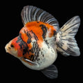 Jumbo Ryukin Short Tail Kirin Calico 4"-4.5" in. ID#3204B-006