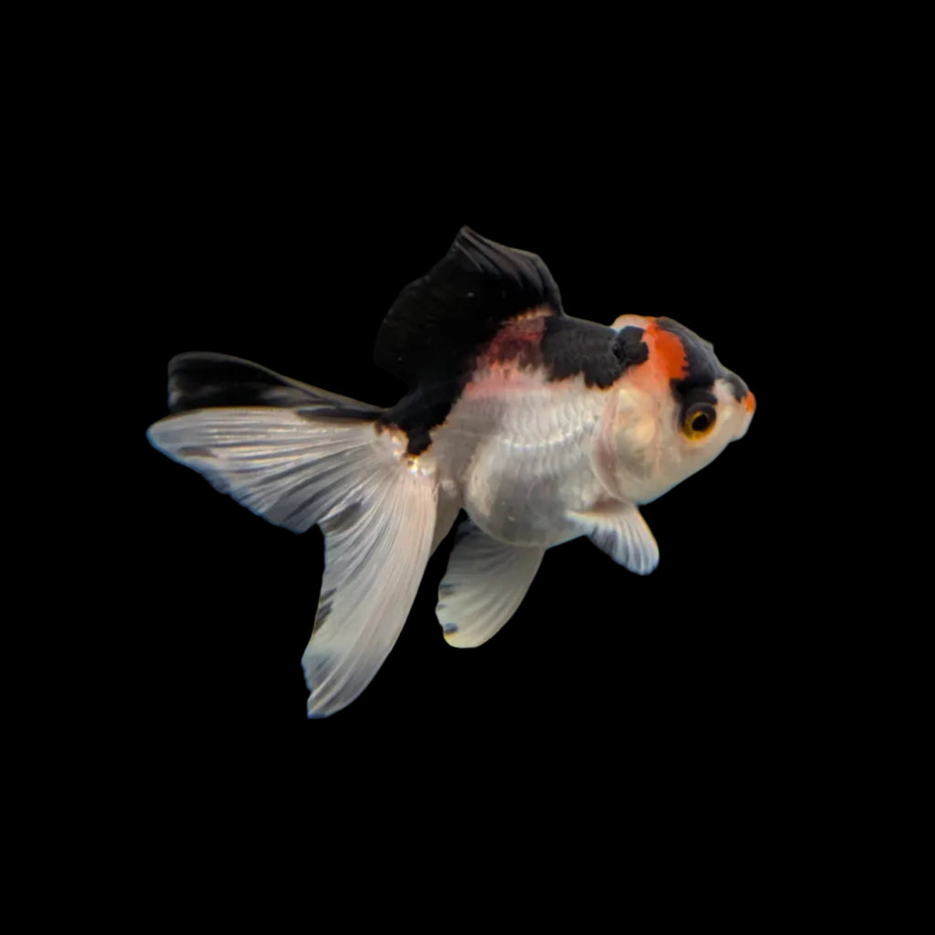 Juvenile Oranda Tricolor 3.5"-4" in.  ID#320T13b-017