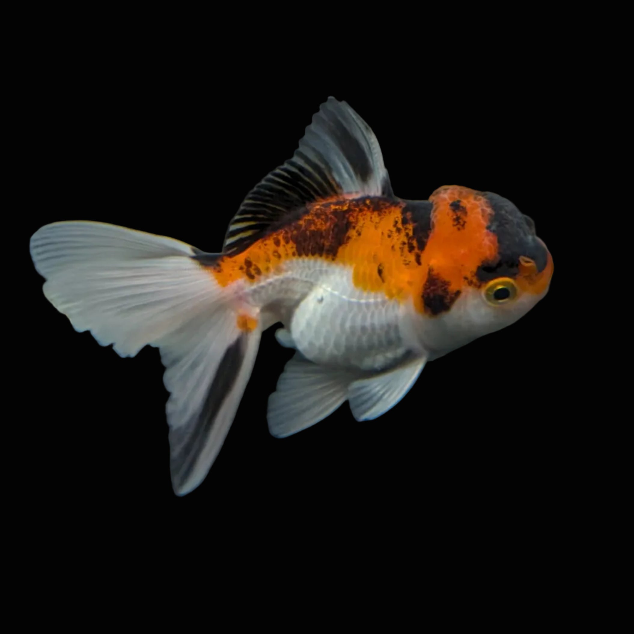 Juvenile Oranda Tricolor 3.5"-4" in.  ID#403T8A-004
