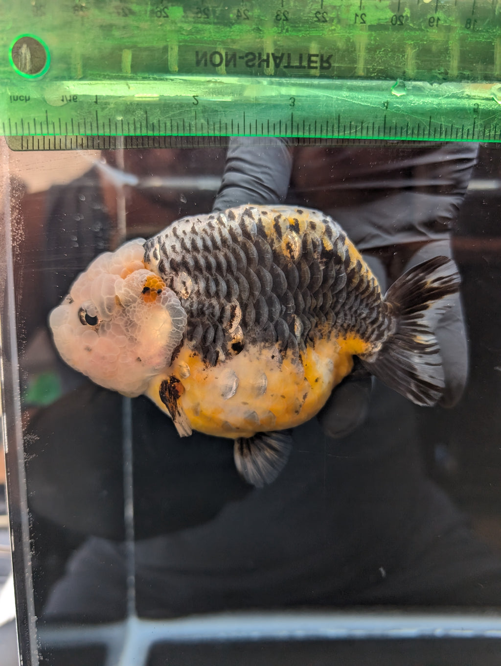 Jumbo Ranchu Kirin Calico 4.5"-5" in. ID#814R8A-023