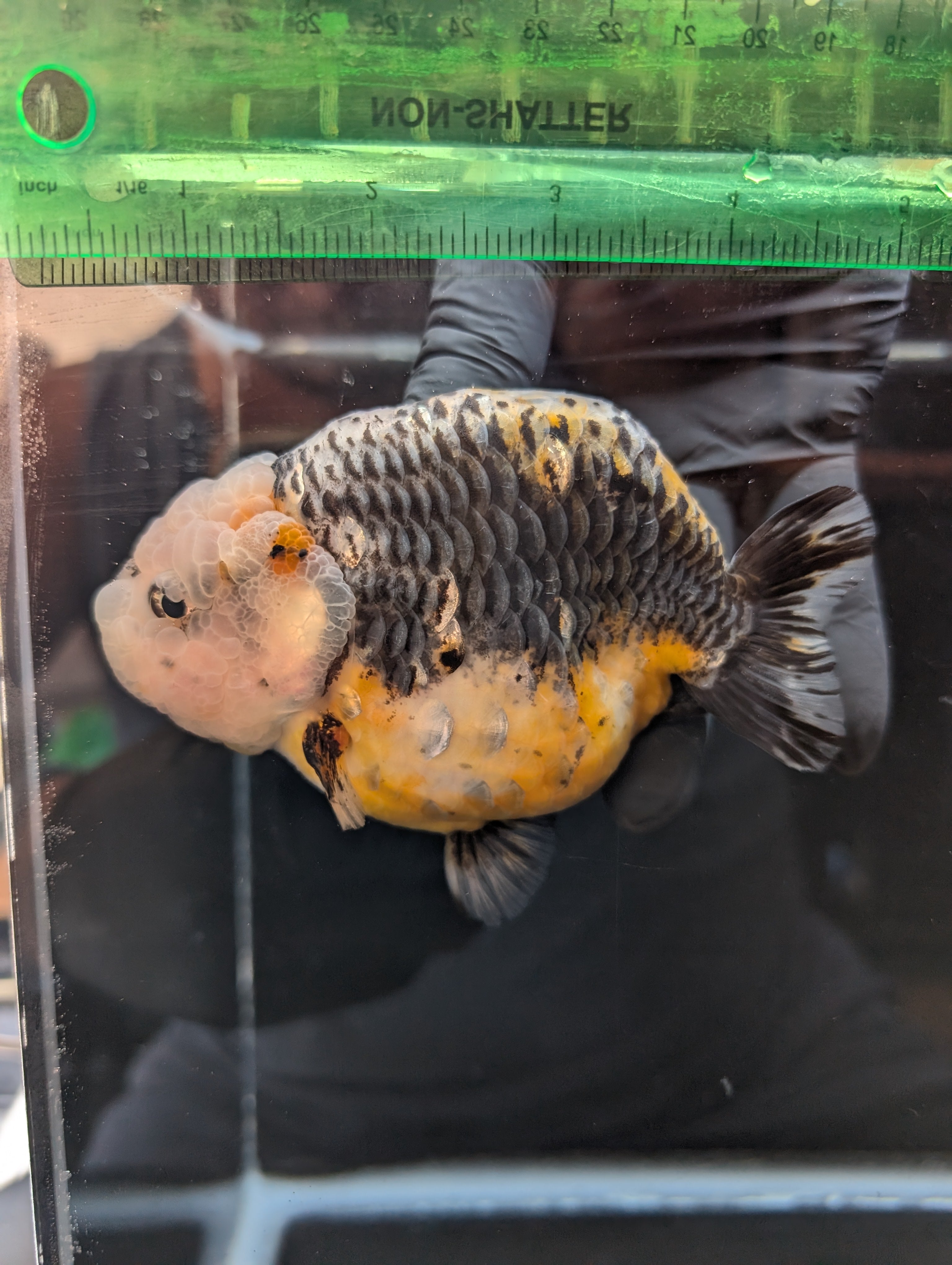 Jumbo Ranchu Kirin Calico 4.5"-5" in. ID#814R8A-023
