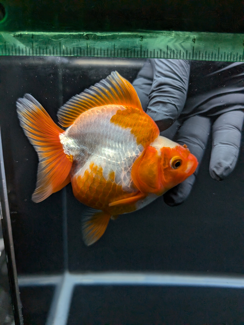 Jumbo Ryukin Short Tail Red White 4.5" in. ID#828STR5B-003