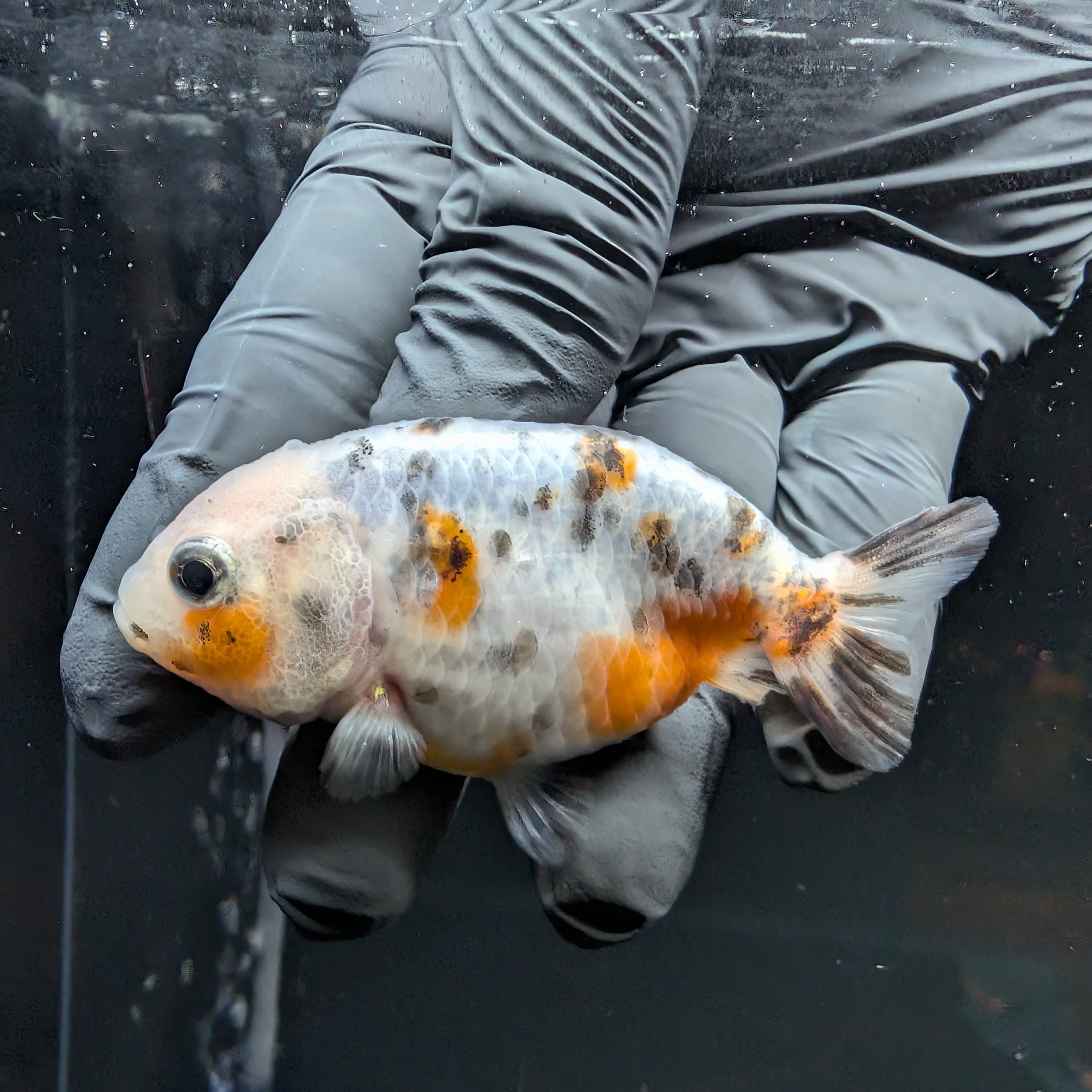 Ranchu Calico 3"-3.5" in. ID#515R4A-016