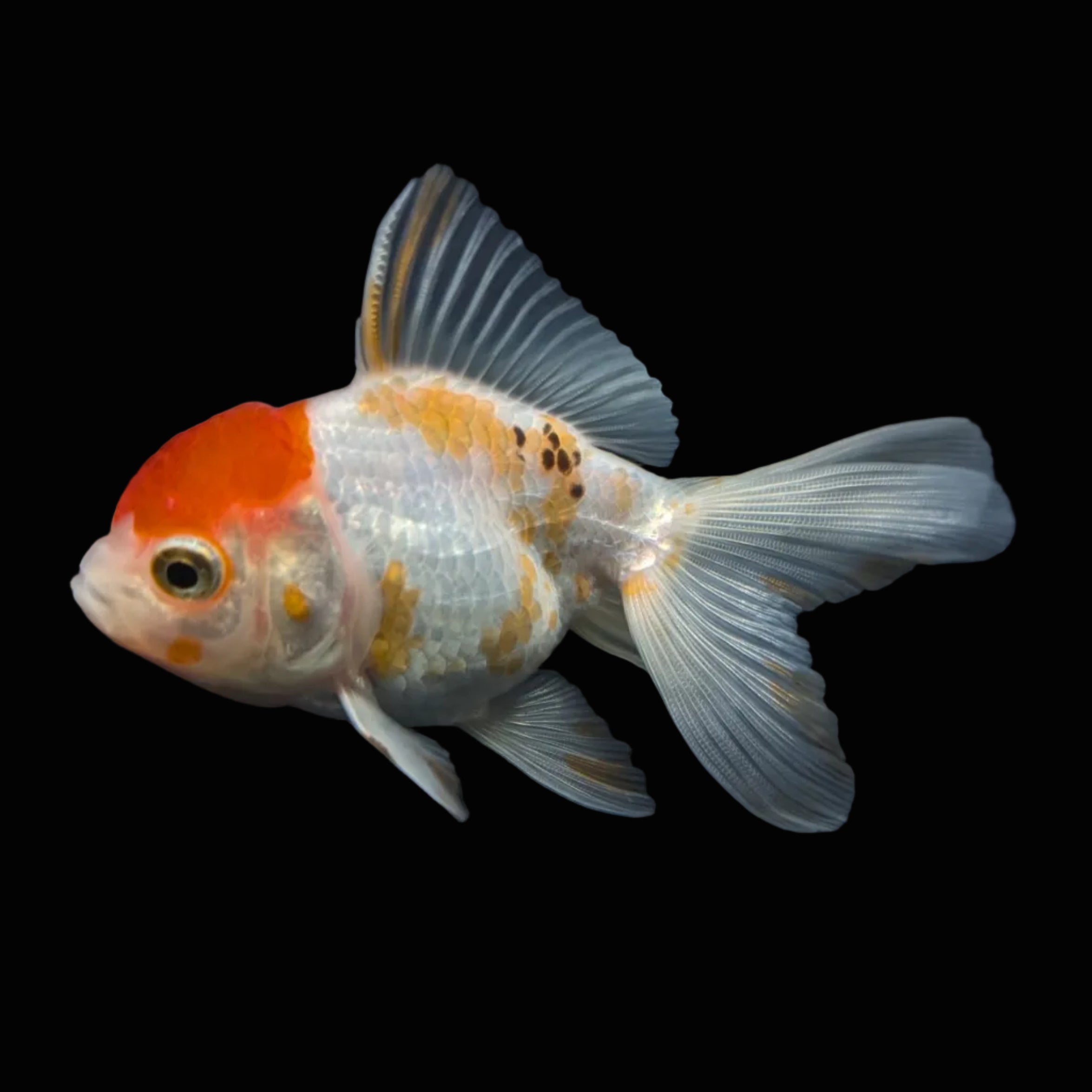 Thai Juvenile Oranda Red White 3"-3.5" in.  ID#724T1A-026