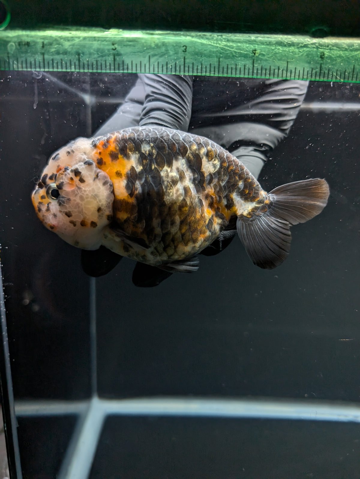 Jumbo Ranchu Heavy Ink Calico 4"-4.5" in. ID#918R8A-071