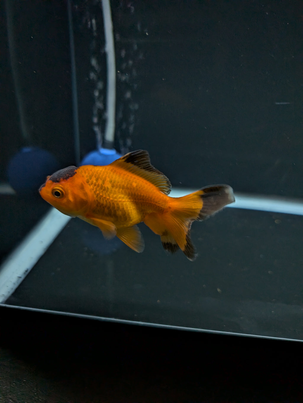Juvenile Oranda Red Black 3"-3.5"in.  ID#522T1A-002
