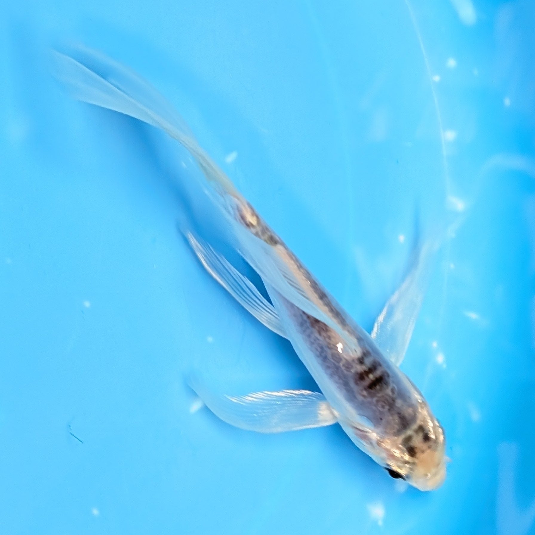 Blue Shusui Butterfly Koi  5"-6" in. ID#727BFK-005
