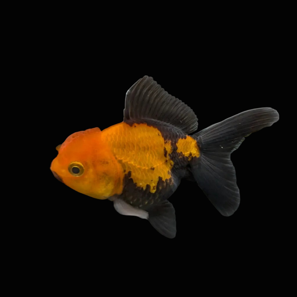 Juvenile Oranda Tricolor 3.5"-4" in.  ID#320T13b-006