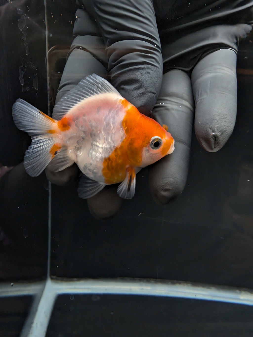 Baby Thai Shogun Oranda Sakura 2"-2.5" in. ID#1023BSG11A-022