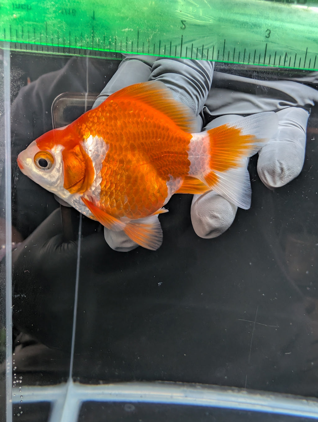 Tamasaba Red White 3.5"in. ID#1023TM1B-034