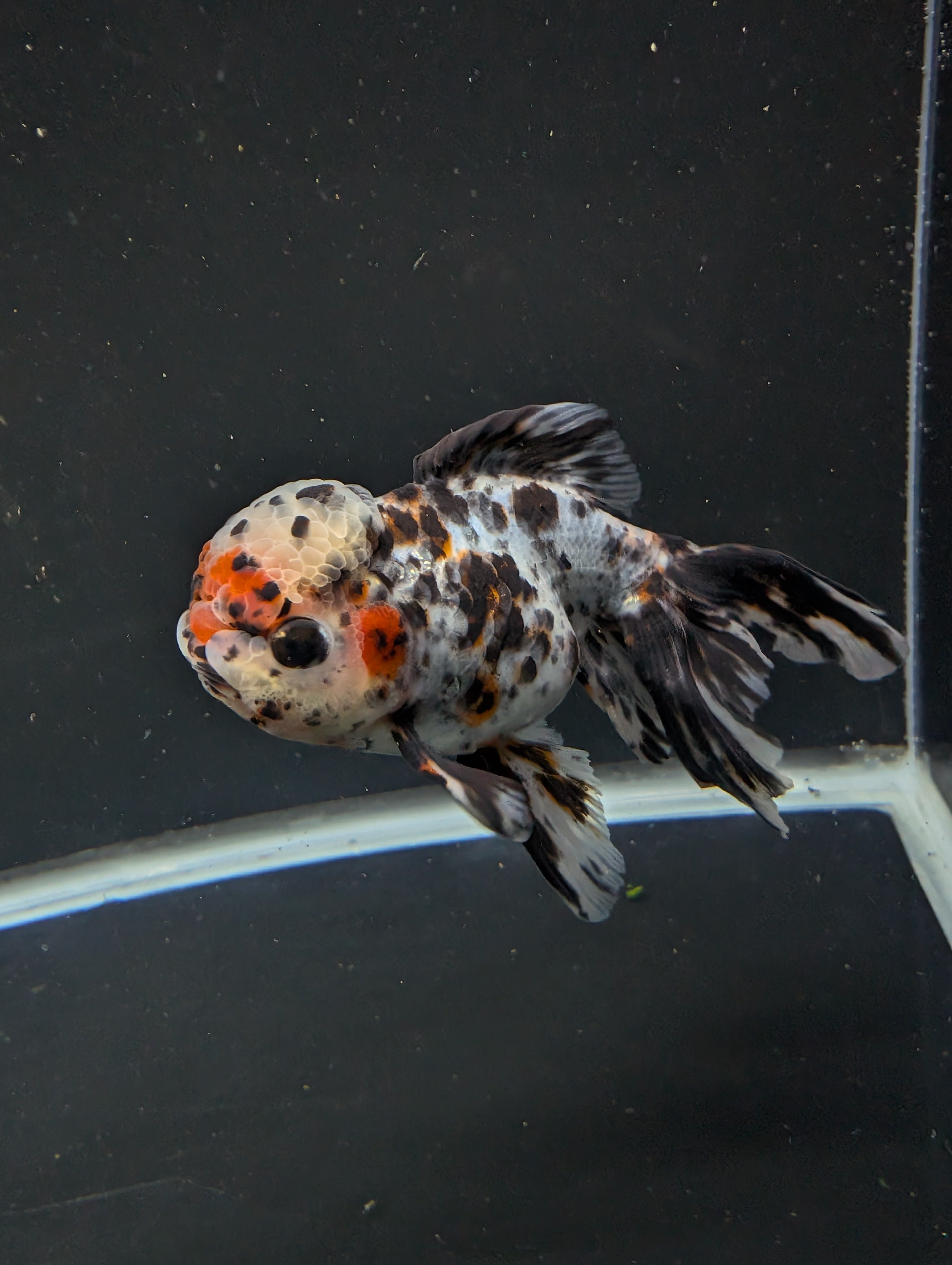 Calico Oranda 5"in. ID#821LB2A-63