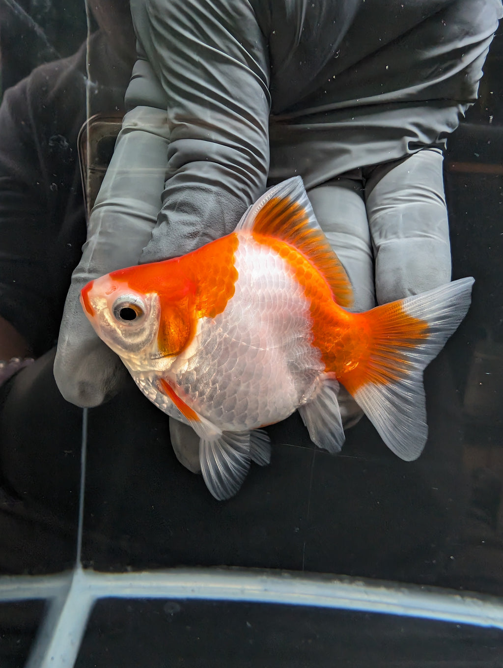 Tamasaba Kuchibeni Red White 3.5"in. ID#1023TM1B-029