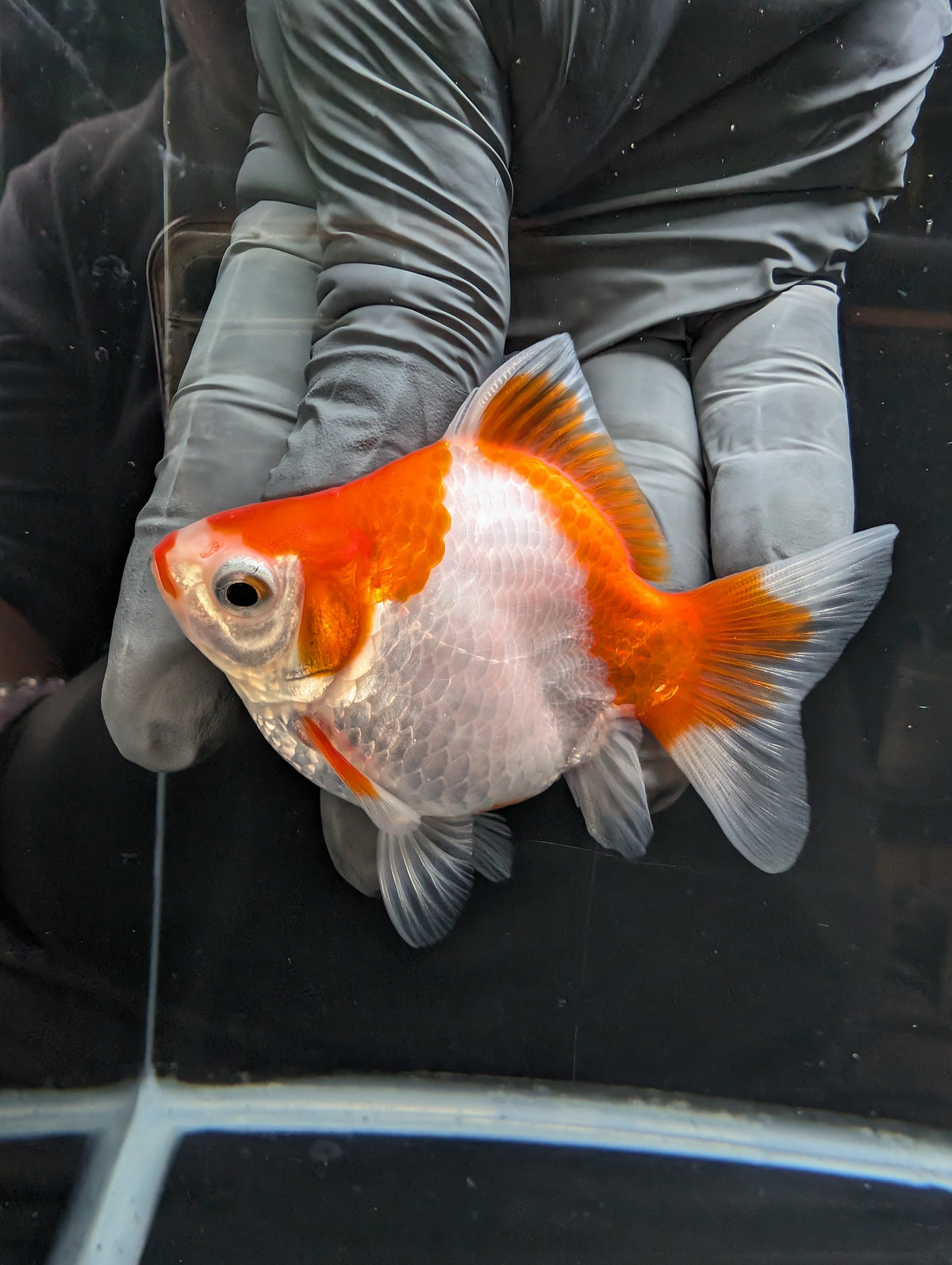 Tamasaba Kuchibeni Red White 3.5"in. ID#1023TM1B-029