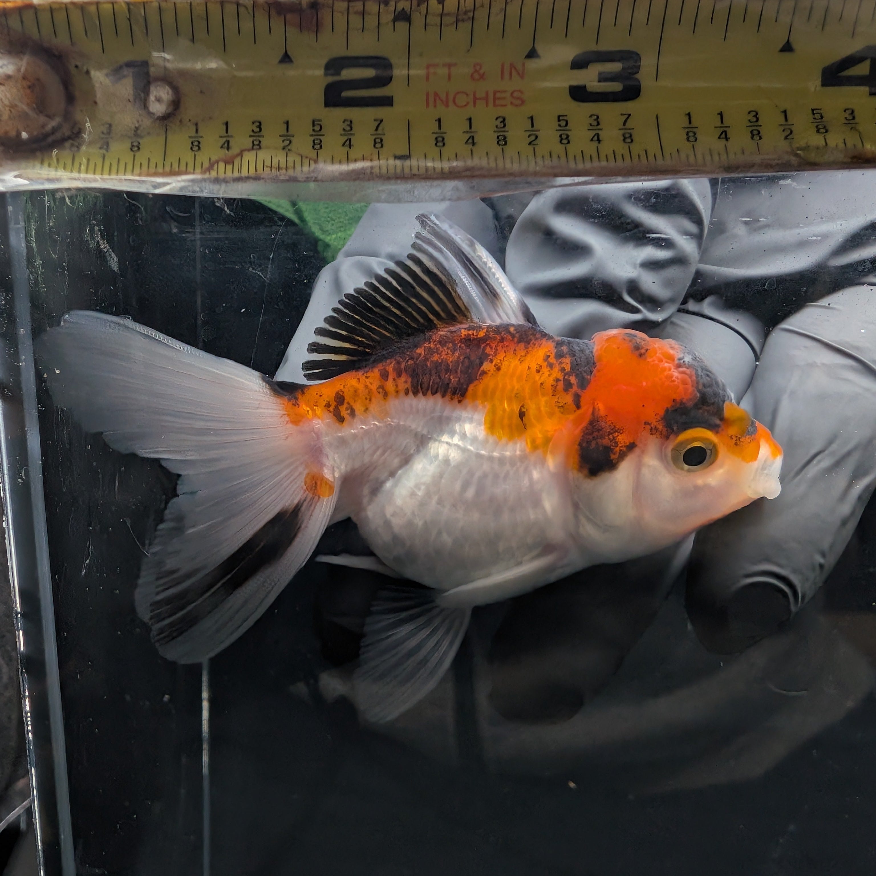 Juvenile Oranda Tricolor 3.5"-4" in.  ID#403T8A-004