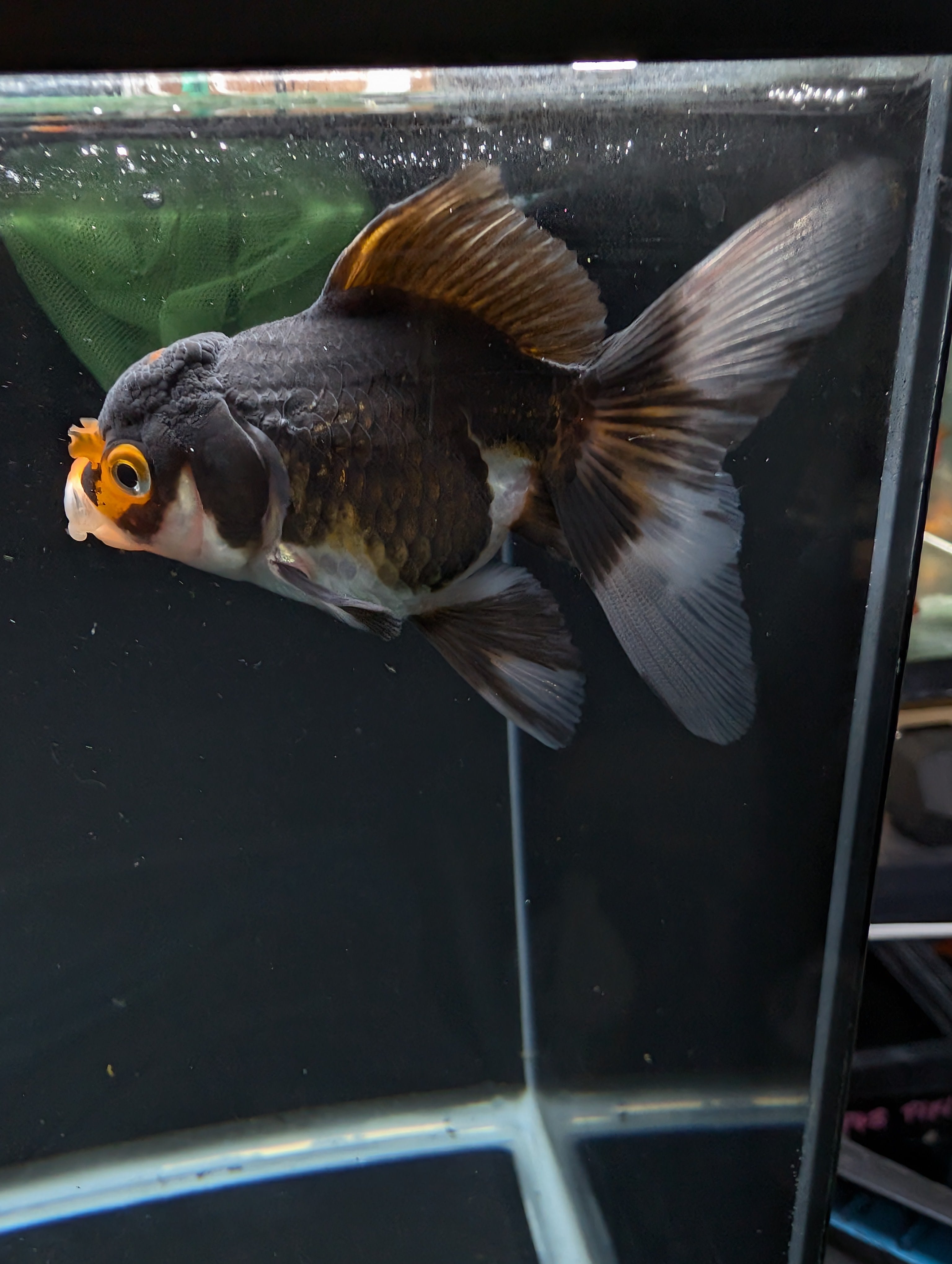 Thai Juvenile Oranda Tricolor 3"-3.5" in.  ID#626T1A-001