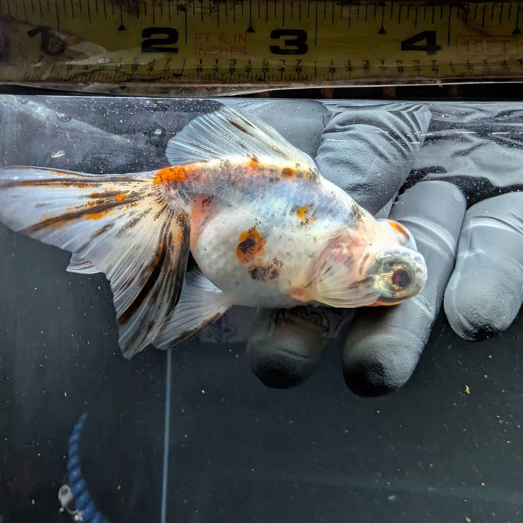 Telescope Butterfly Calico 3.5"-4" in. ID#508B4A-006