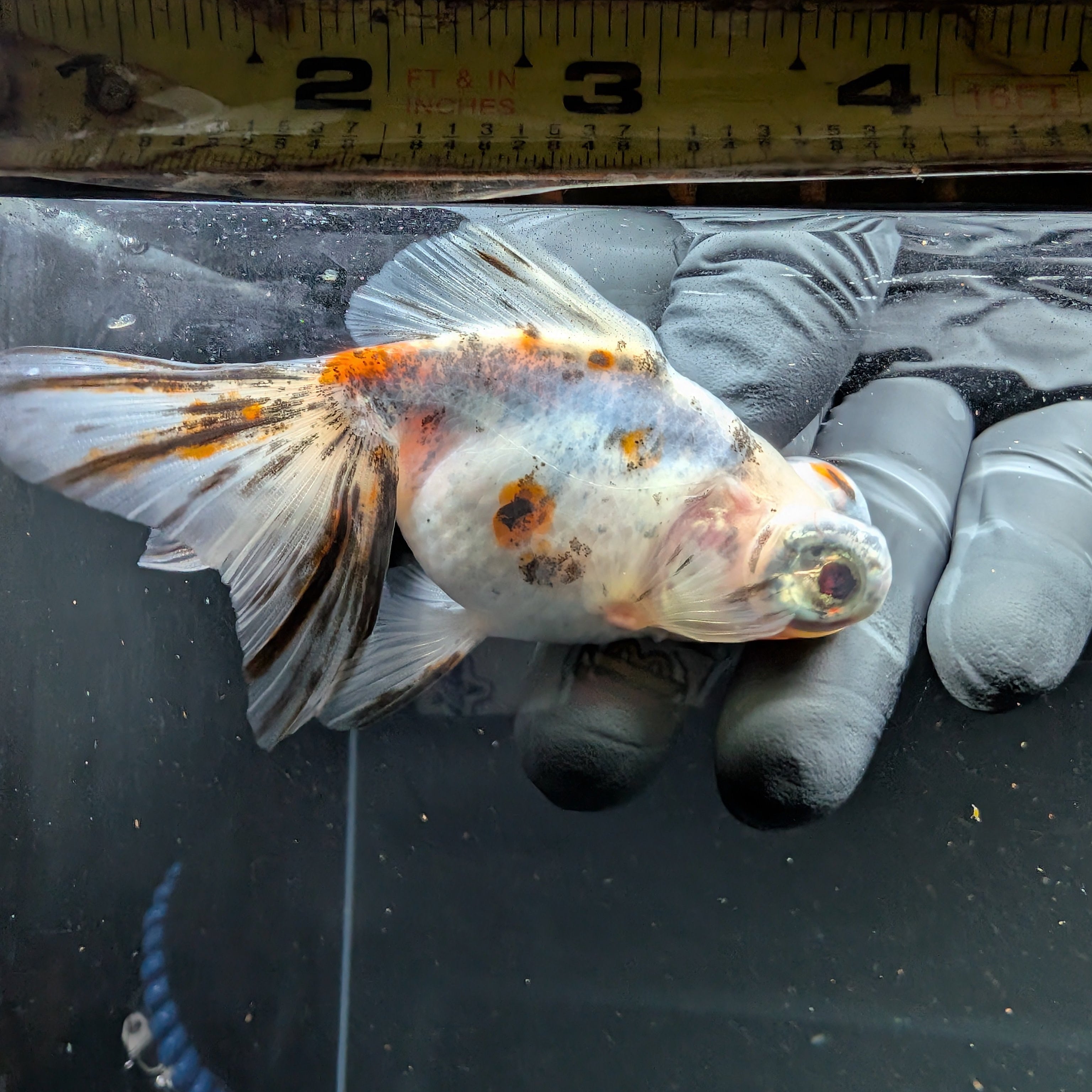 Telescope Butterfly Calico 3.5"-4" in. ID#508B4A-006