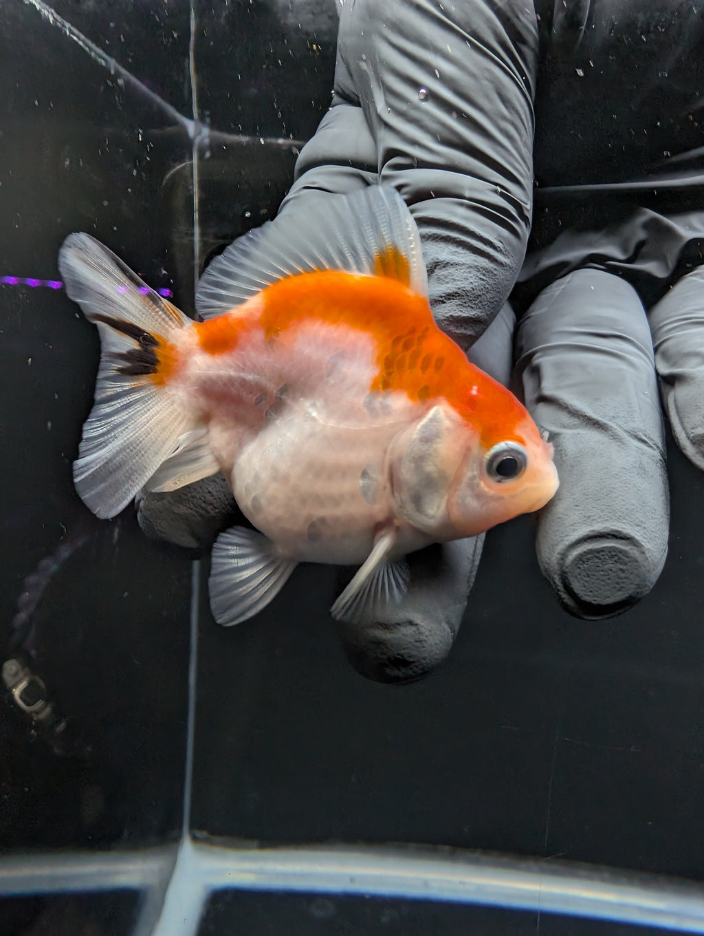 Baby Thai Shogun Oranda Tricolor 2"-2.5" in. ID#1016BSG11A-010